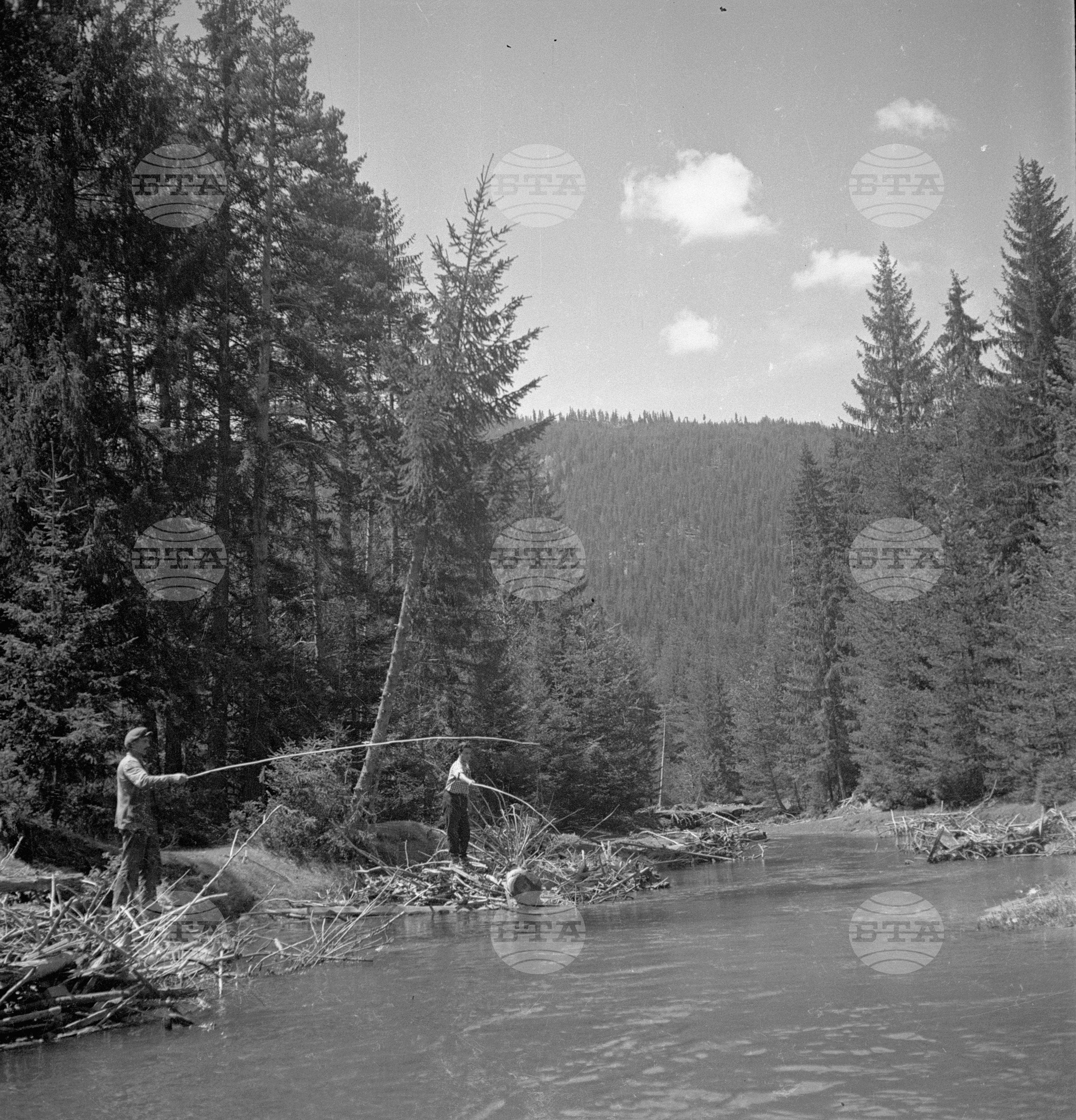 Дърводобив в държавни горски стопанства, 1951 - част 6