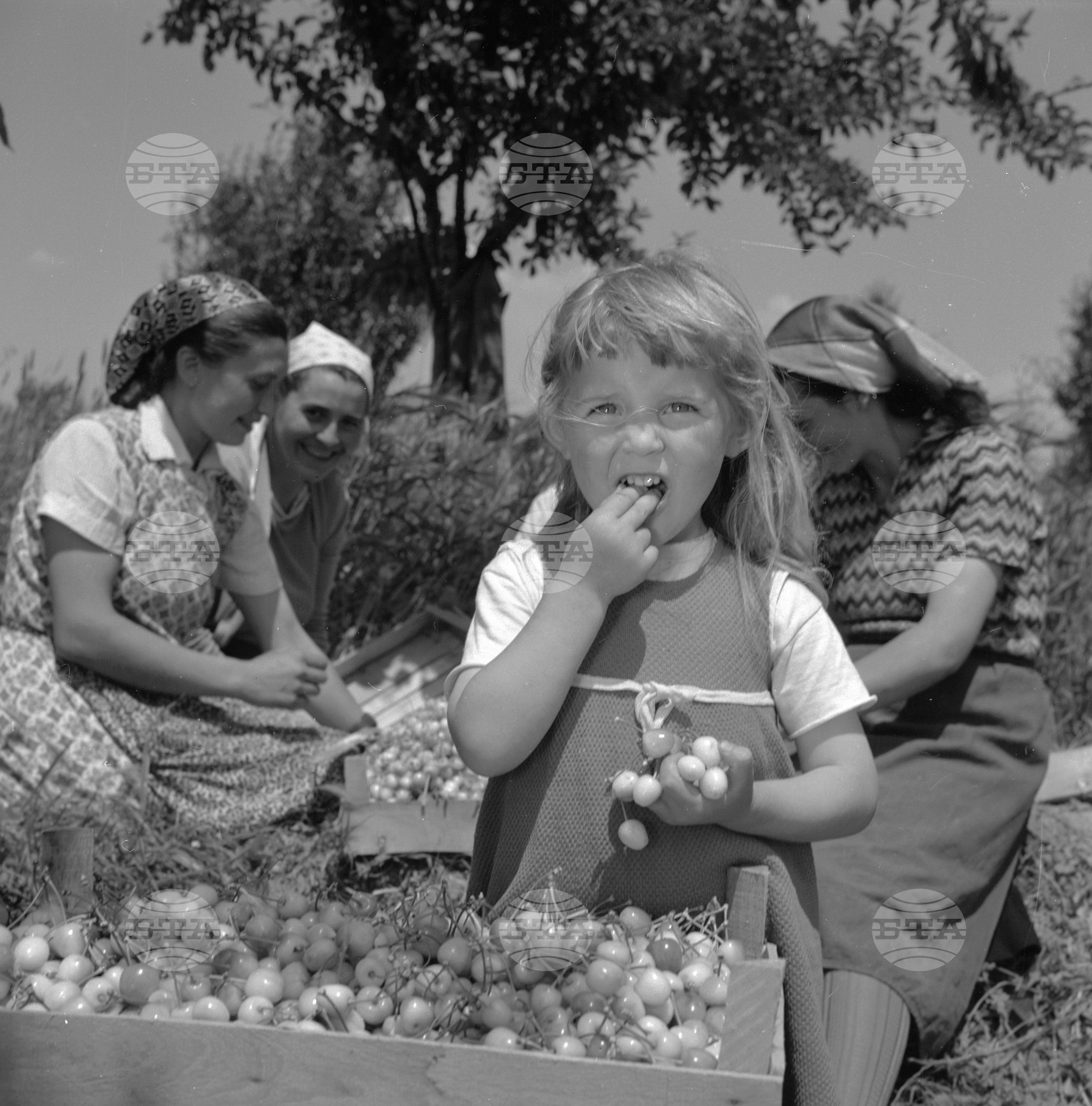 Из Пазарджишки окръг - 1963