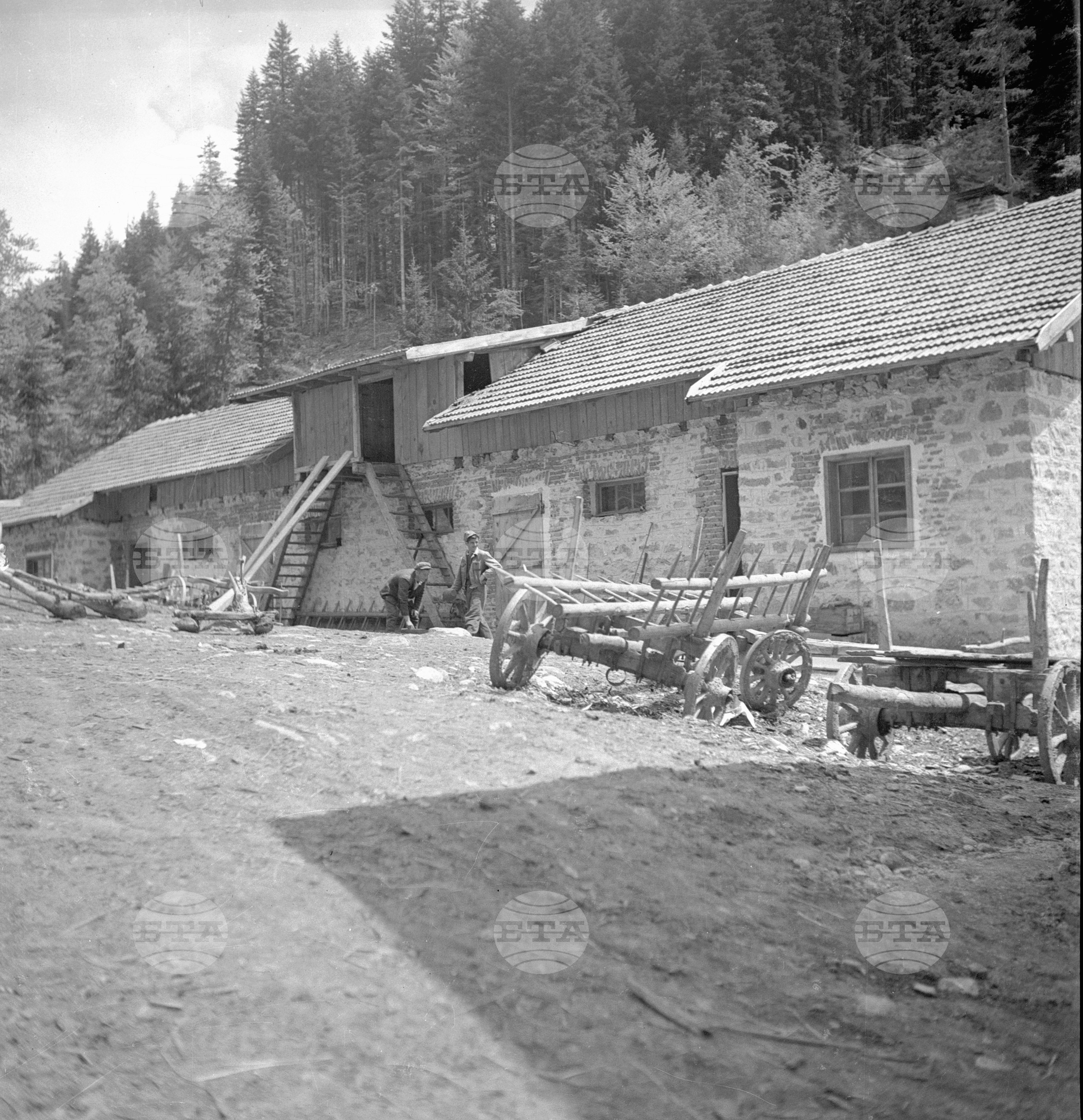 Дърводобив в държавни горски стопанства, 1951 - част 4