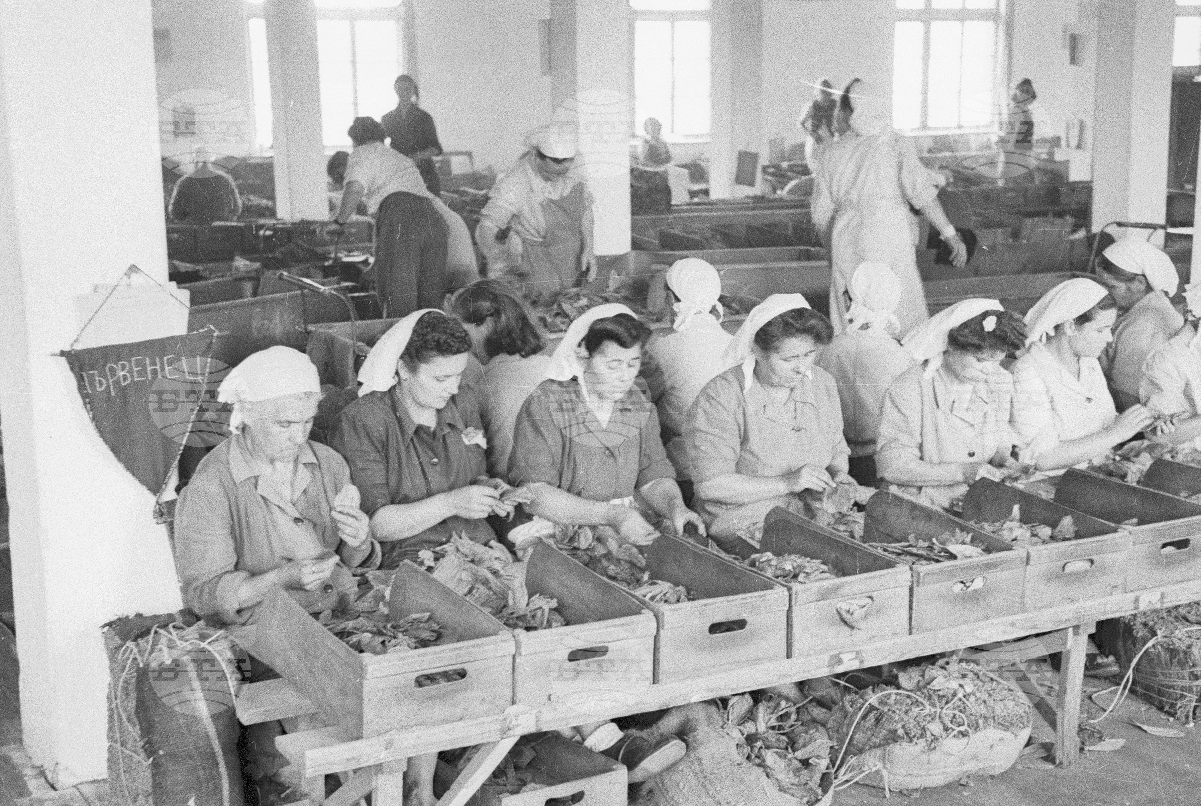 Тютюнопроизводство в България, 1951