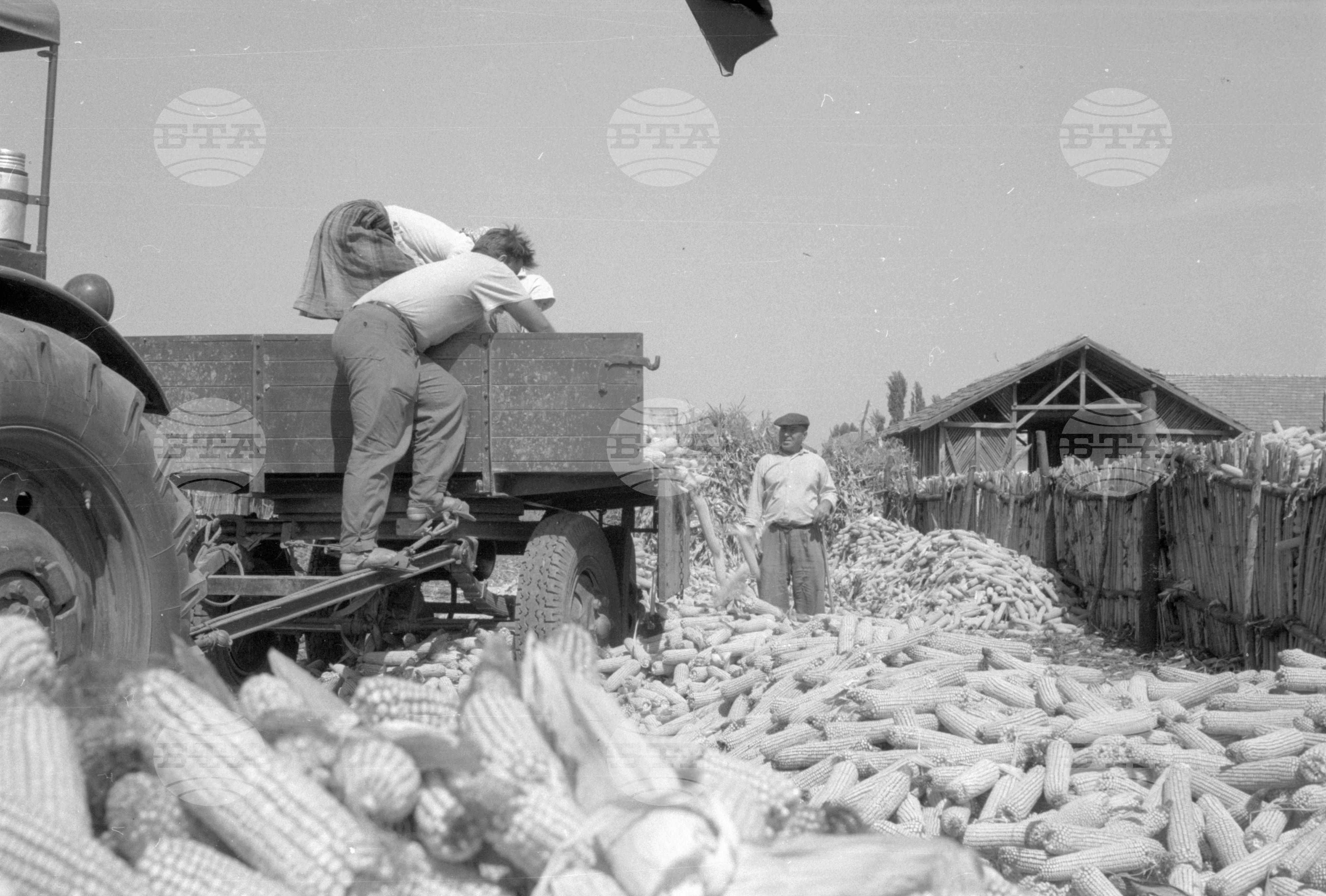 ТКЗС (Трудово кооперативно земеделско стопанство) във Видин - 1963