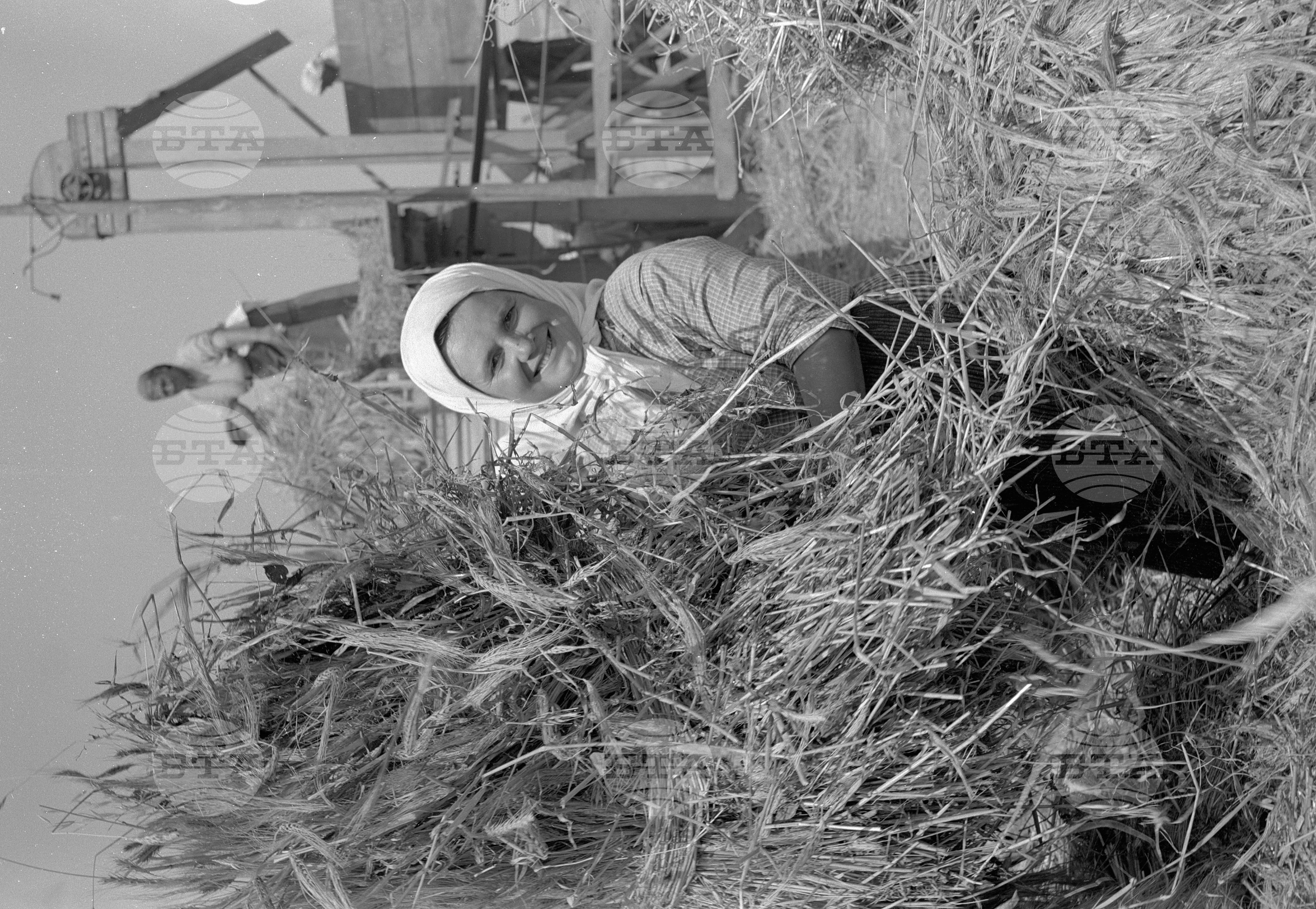 Механизирана вършитба в ТКЗС в село Яворово, Старозагорски окръг