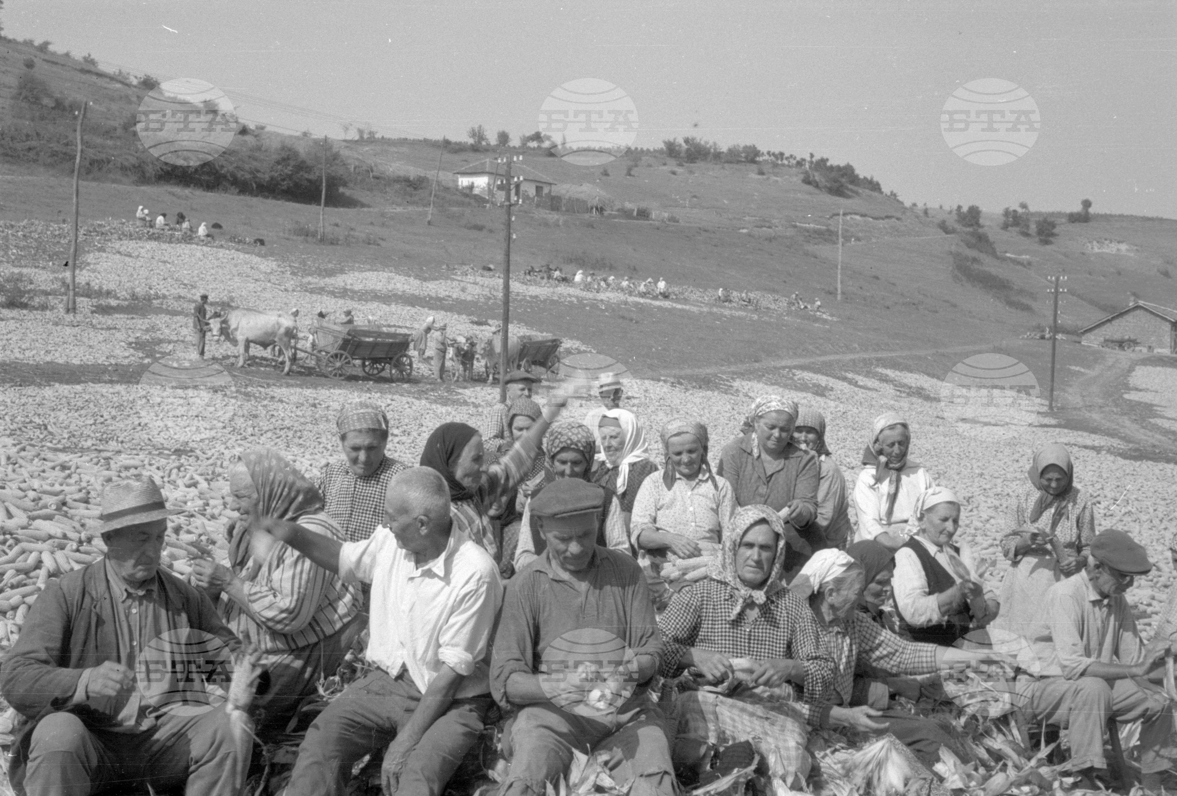 ТКЗС (Трудово кооперативно земеделско стопанство) във Видин - 1963