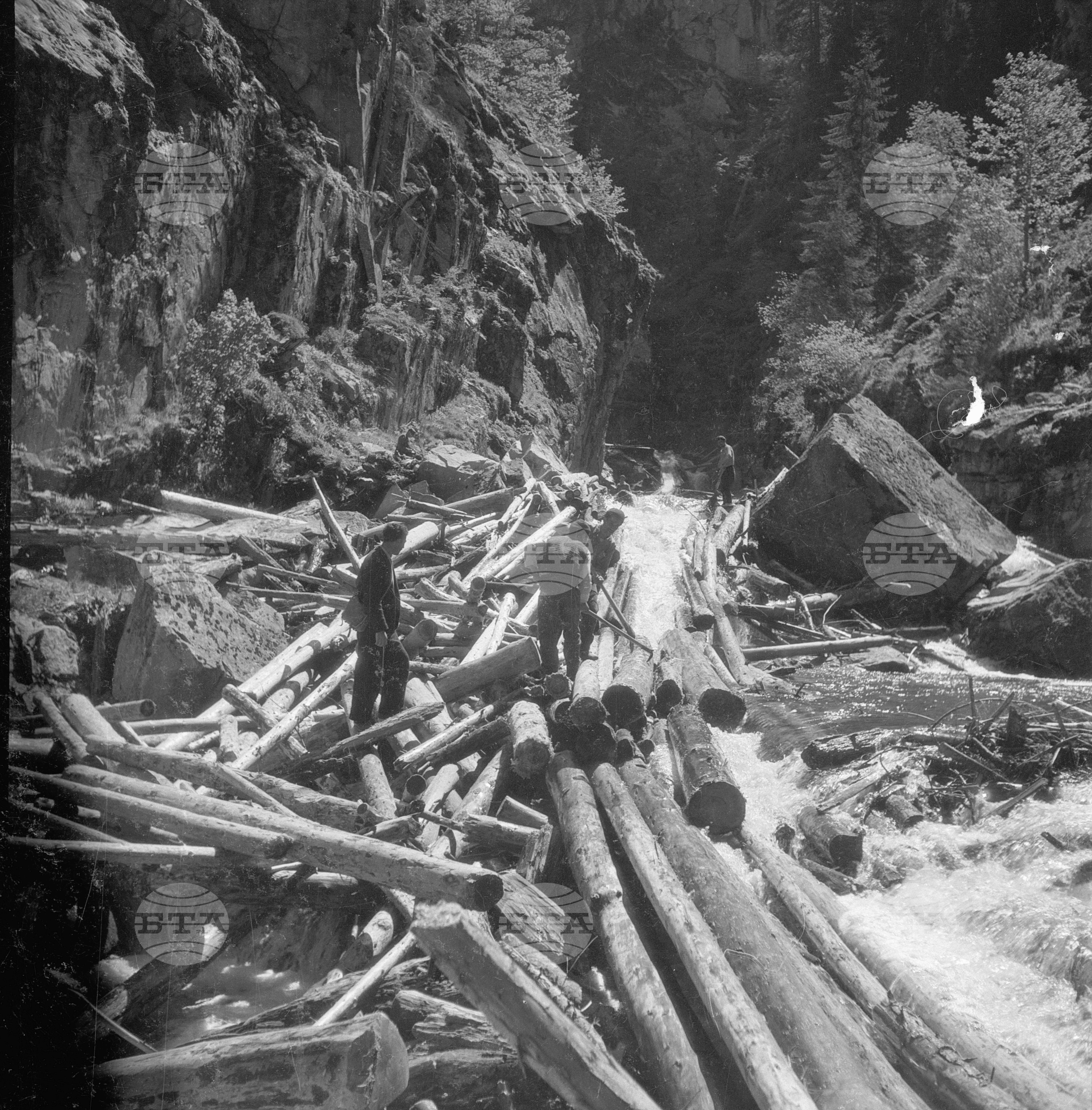 Дърводобив в държавни горски стопанства, 1951 - част 2