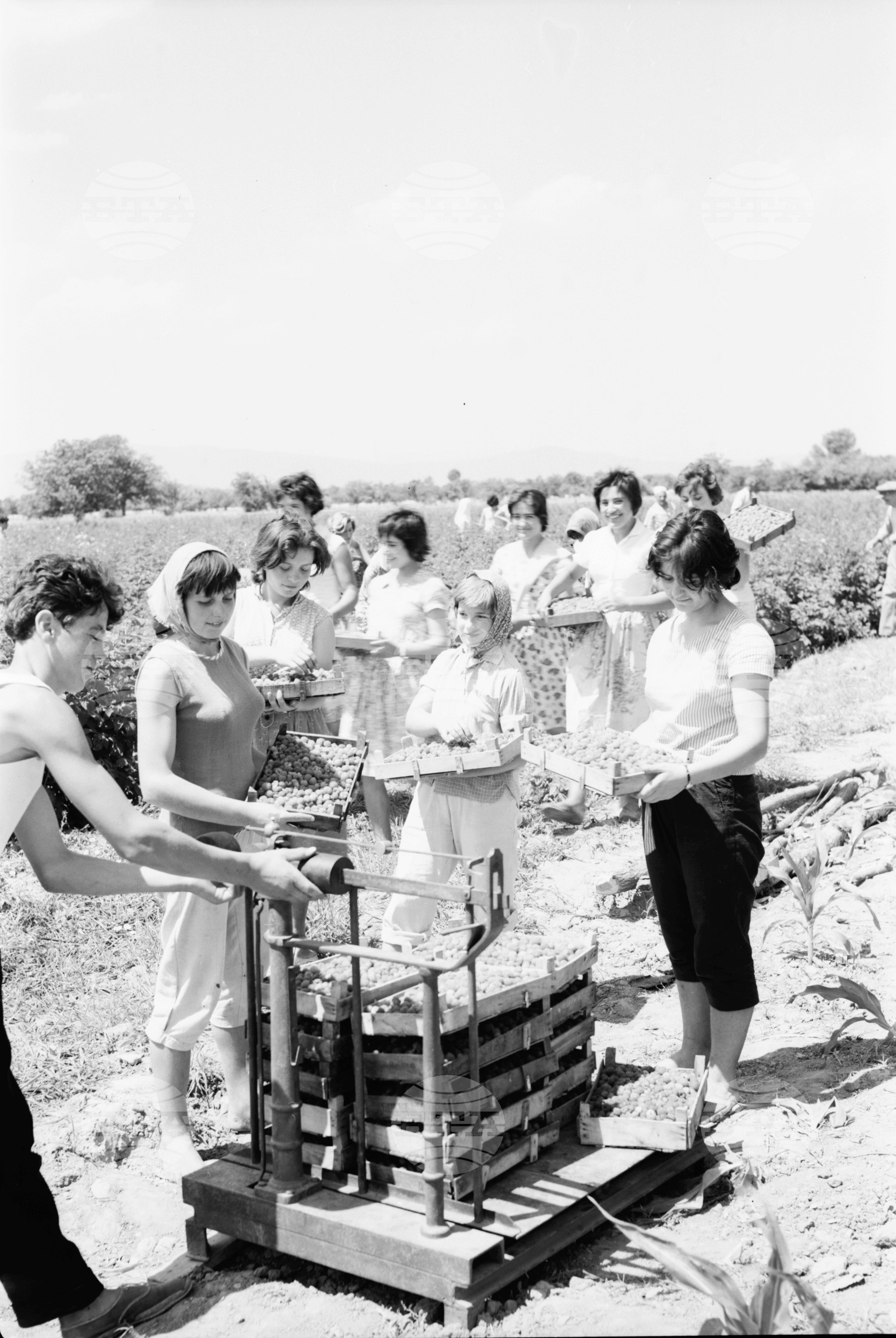 Прибират плодовете на своя труд - 1963