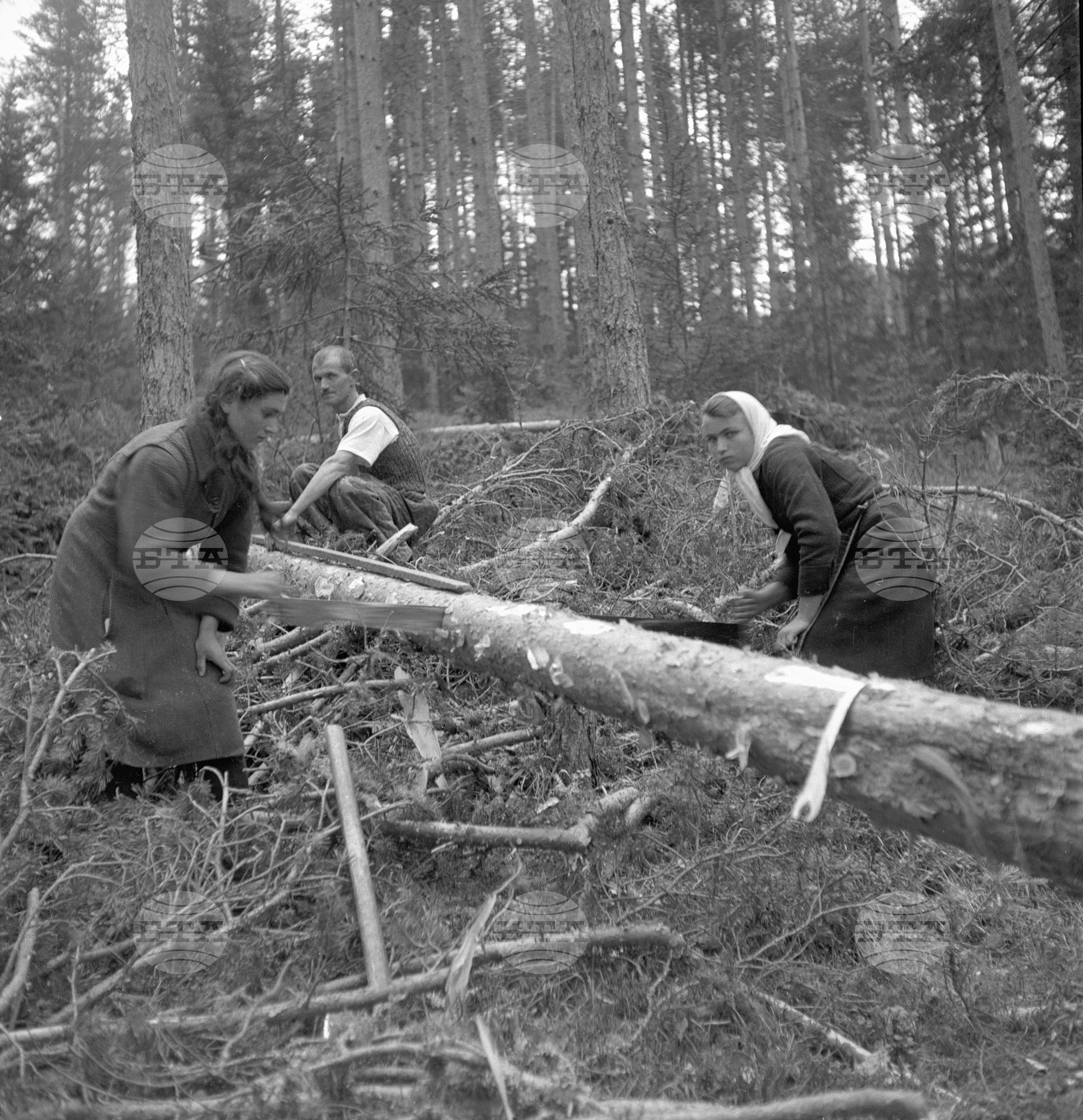 Дърводобив в държавни горски стопанства, 1951 - част 4
