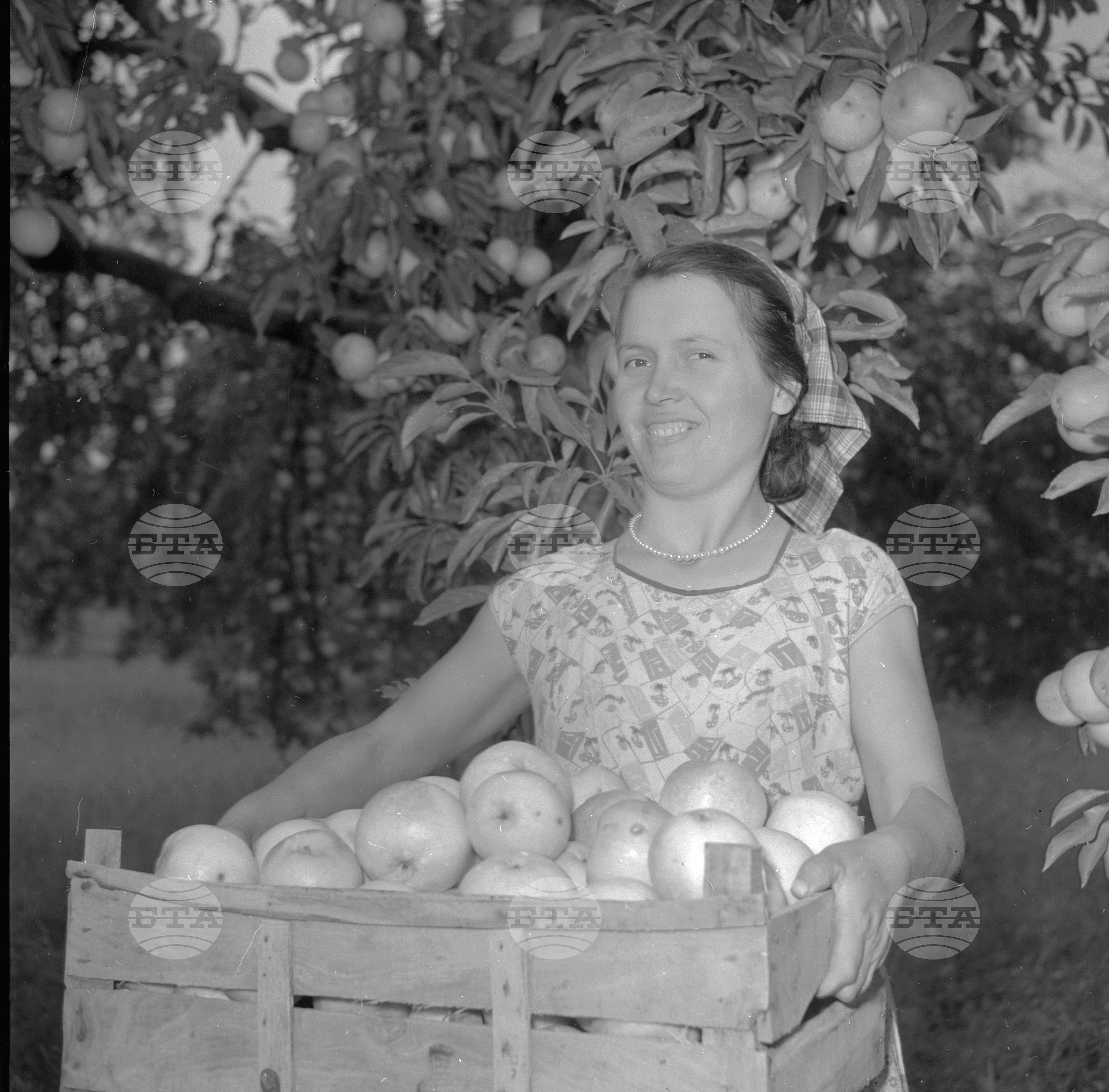 Из Трудовото кооперативно земеделско стопанство (ТКЗС) село Ягодово - Пловдивски окръг