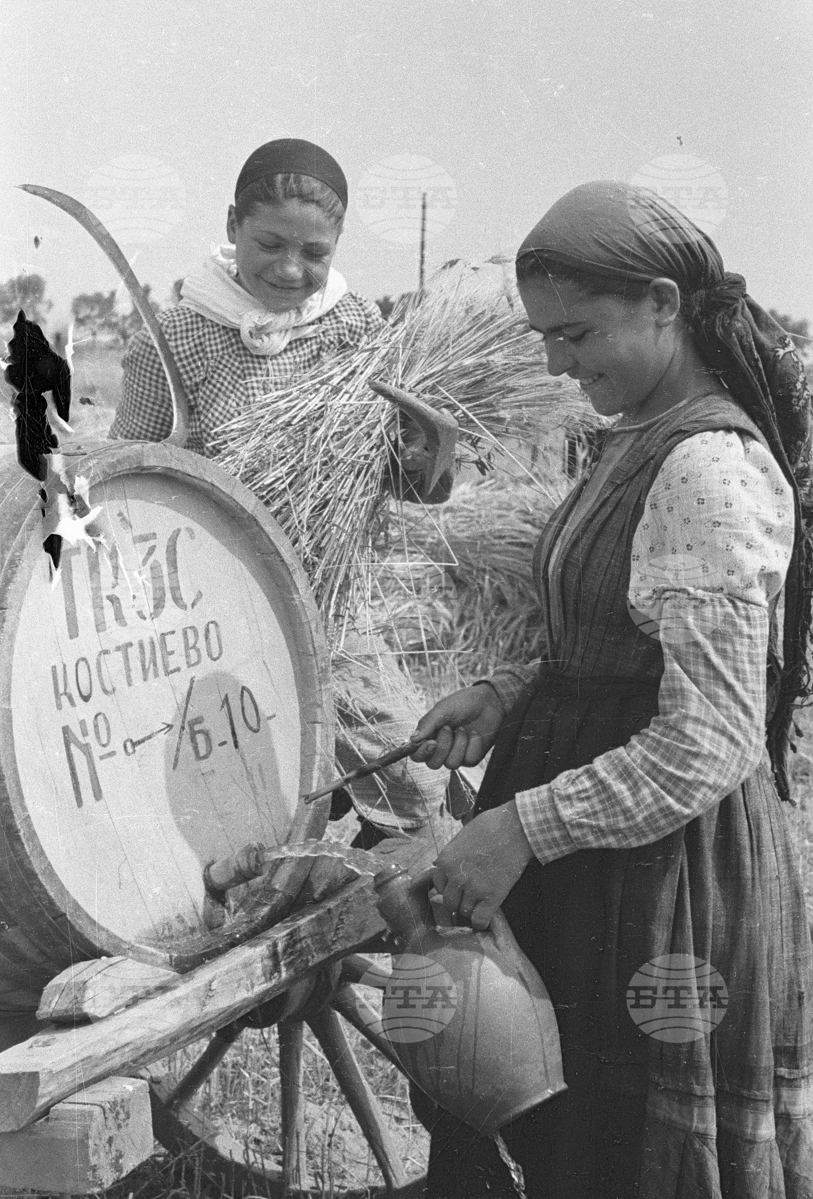 Жътва в Цалапица - Костиево, 1951
