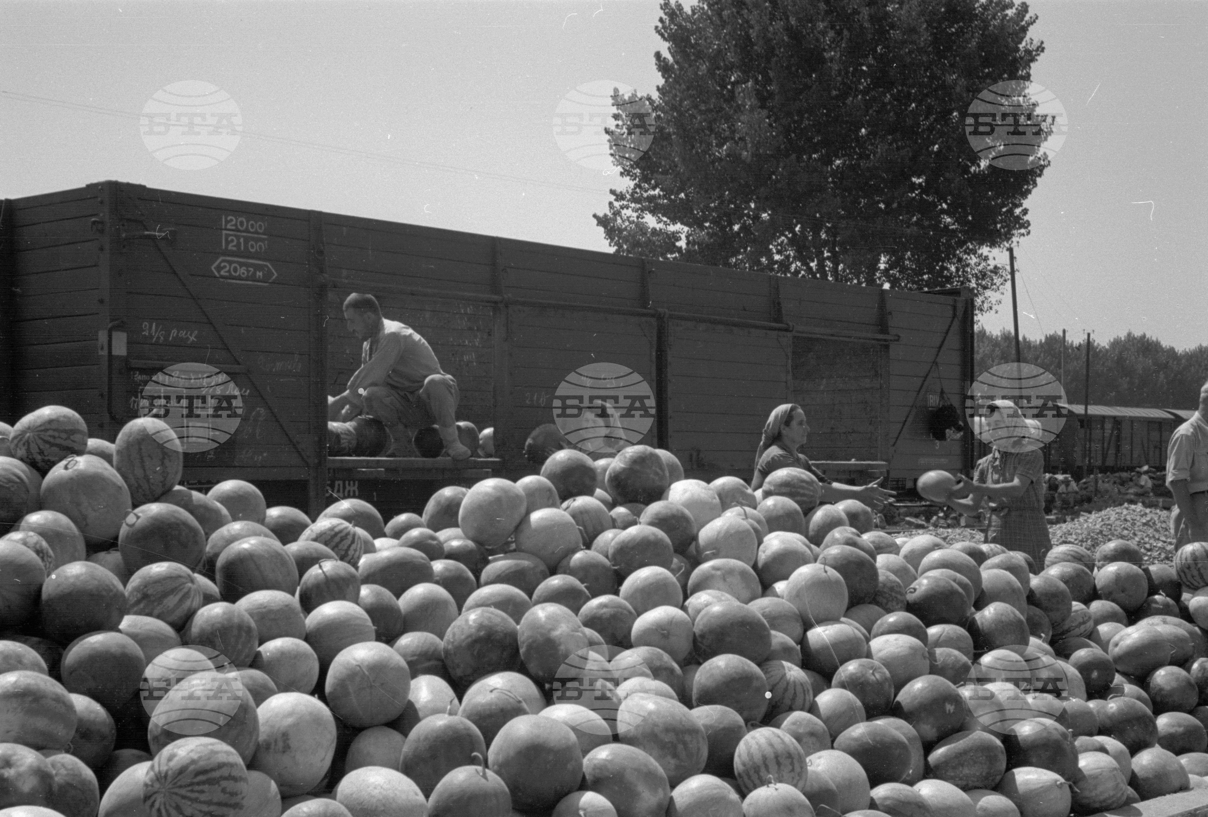 Износ на плодове от пристанището на гр. Видин - 1953 година