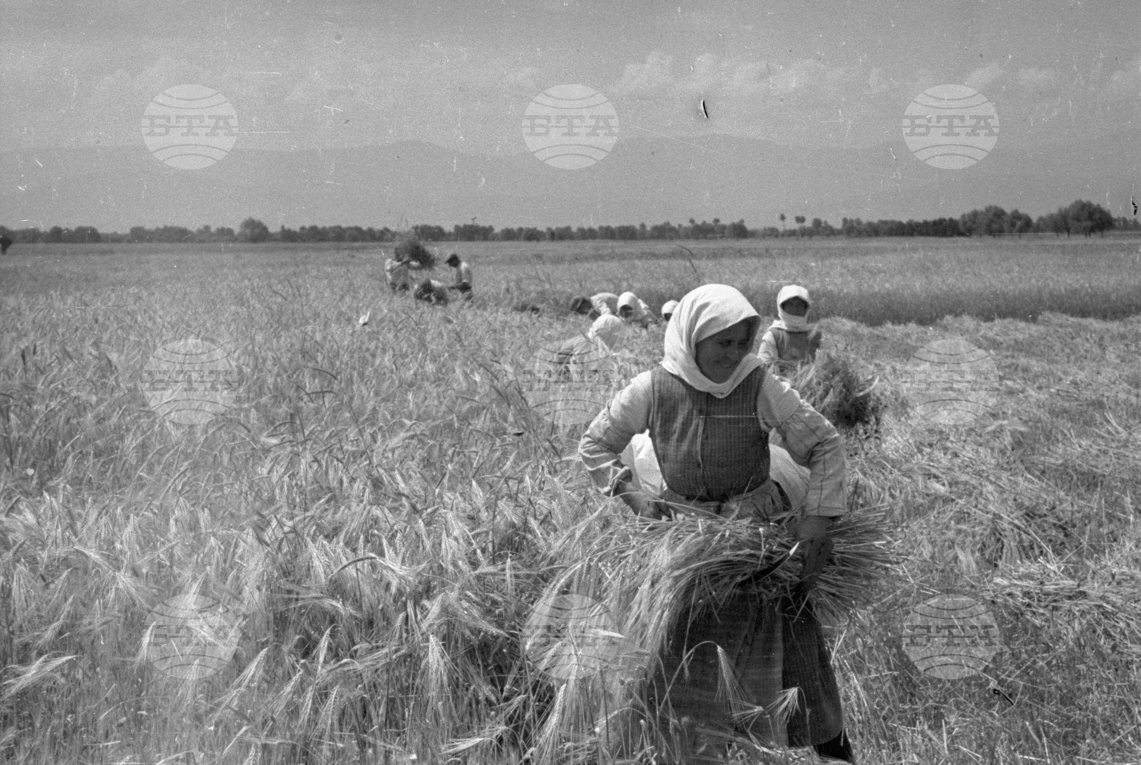Жътва в Царацово, Община Пловдив в края на месец юни