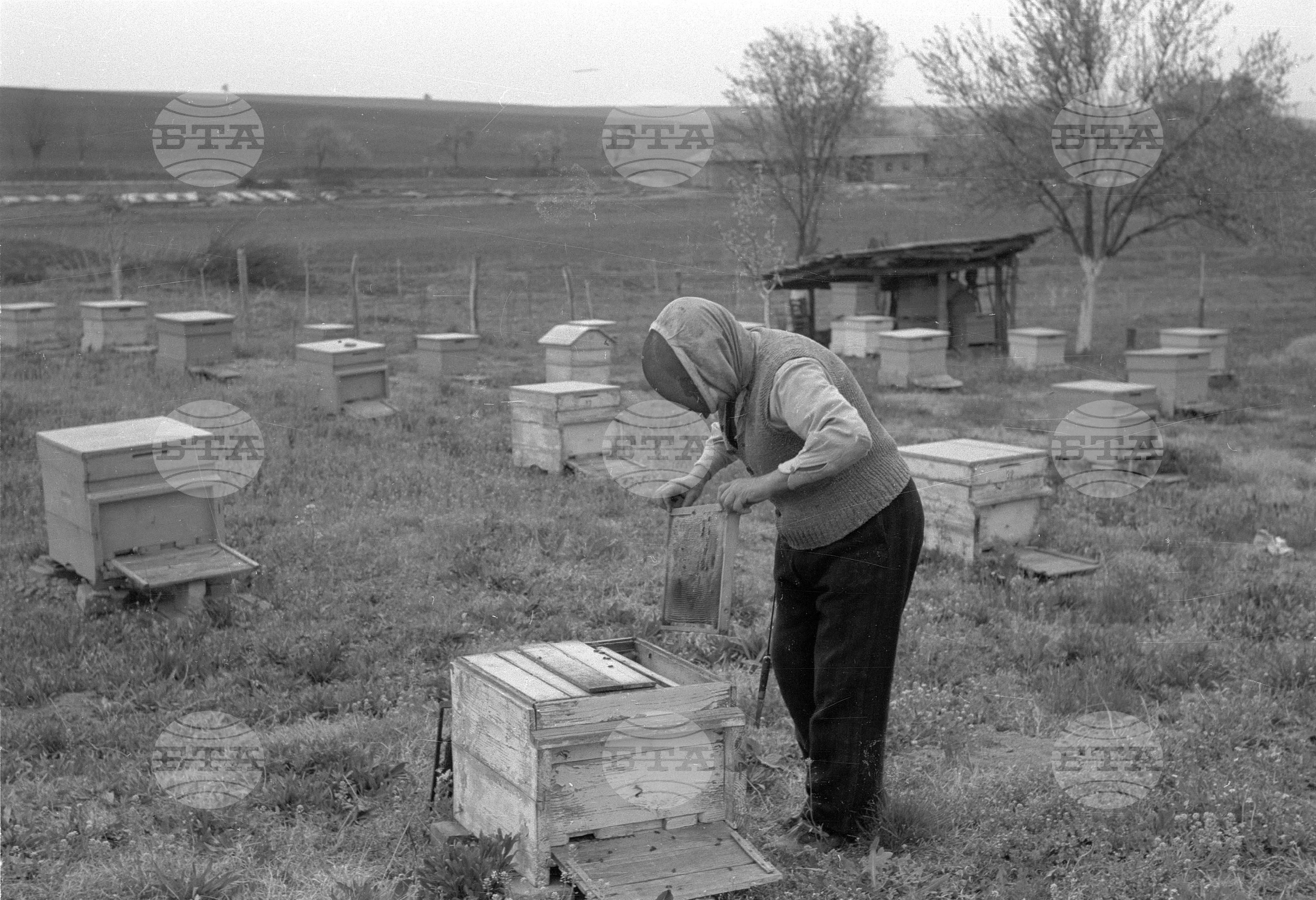 Пчелните кошери на ТКЗС (Трудово кооперативно земеделско стопанство) в село Мечка, Гулянско