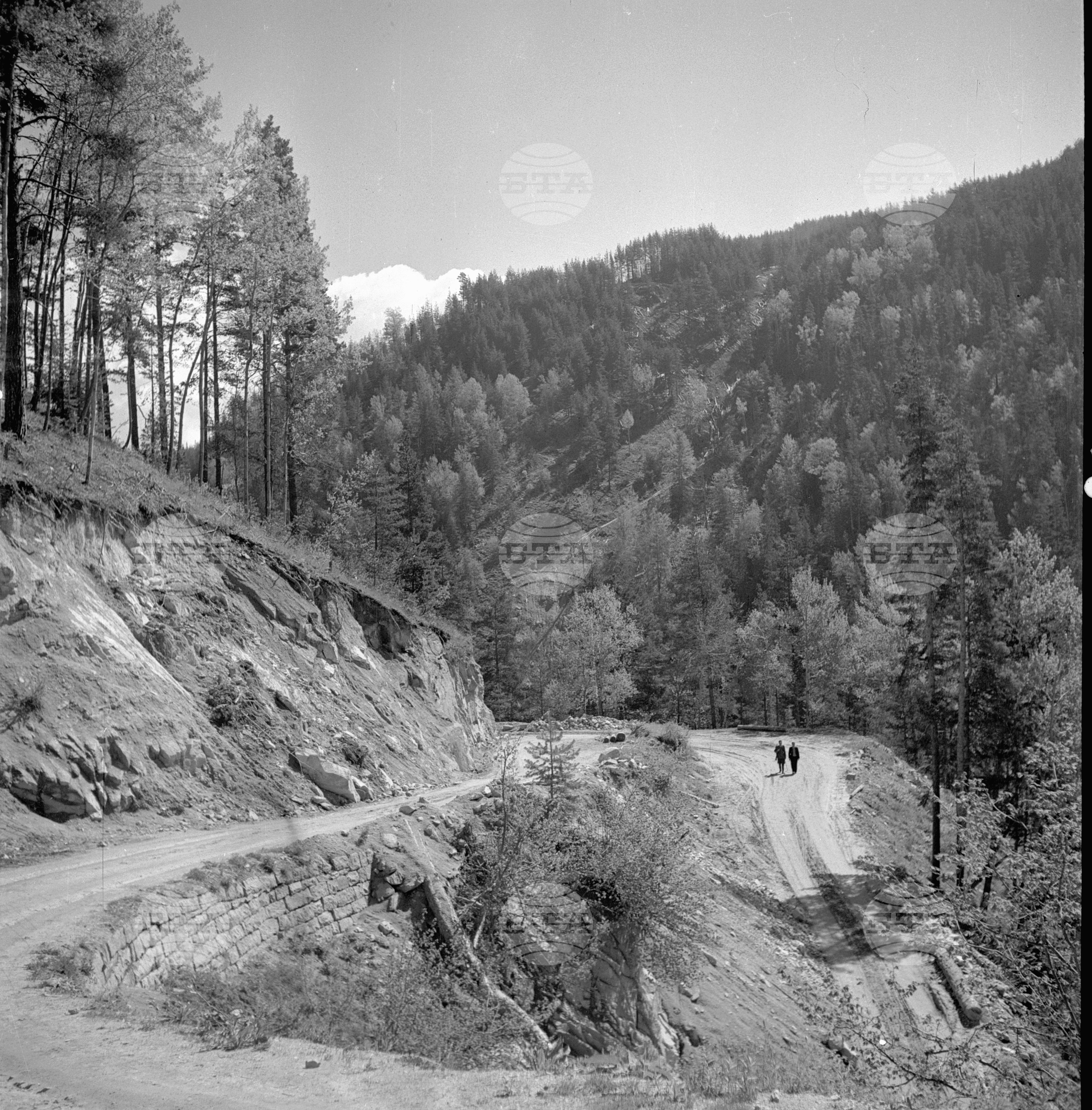 Дърводобив в държавни горски стопанства, 1951 - част 1
