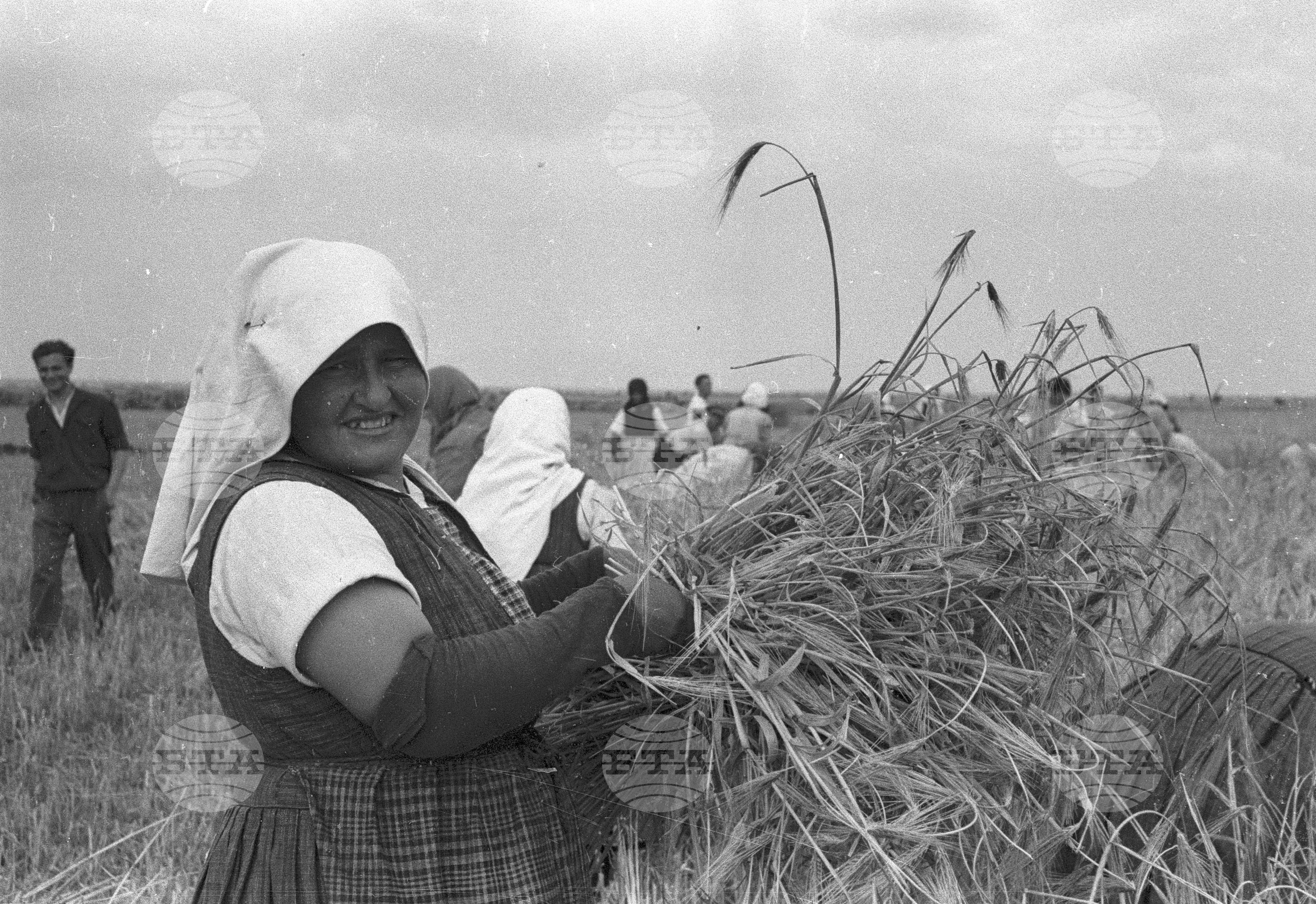 Жътва в Голямо Конаре (дн. гр. Съединение), 1951