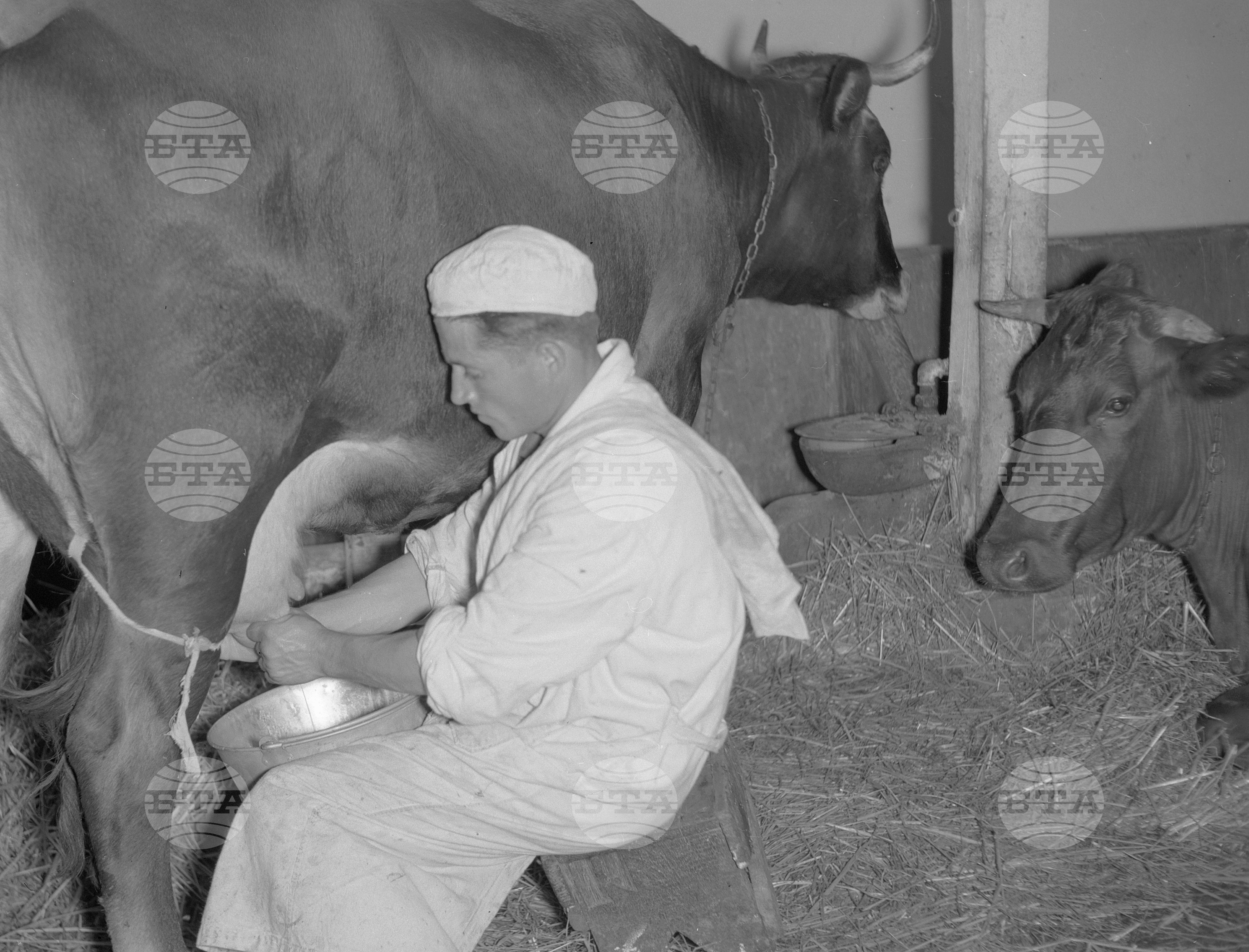 Държавно земеделско стопанство (ДЗС) "Толбухин" - филиал