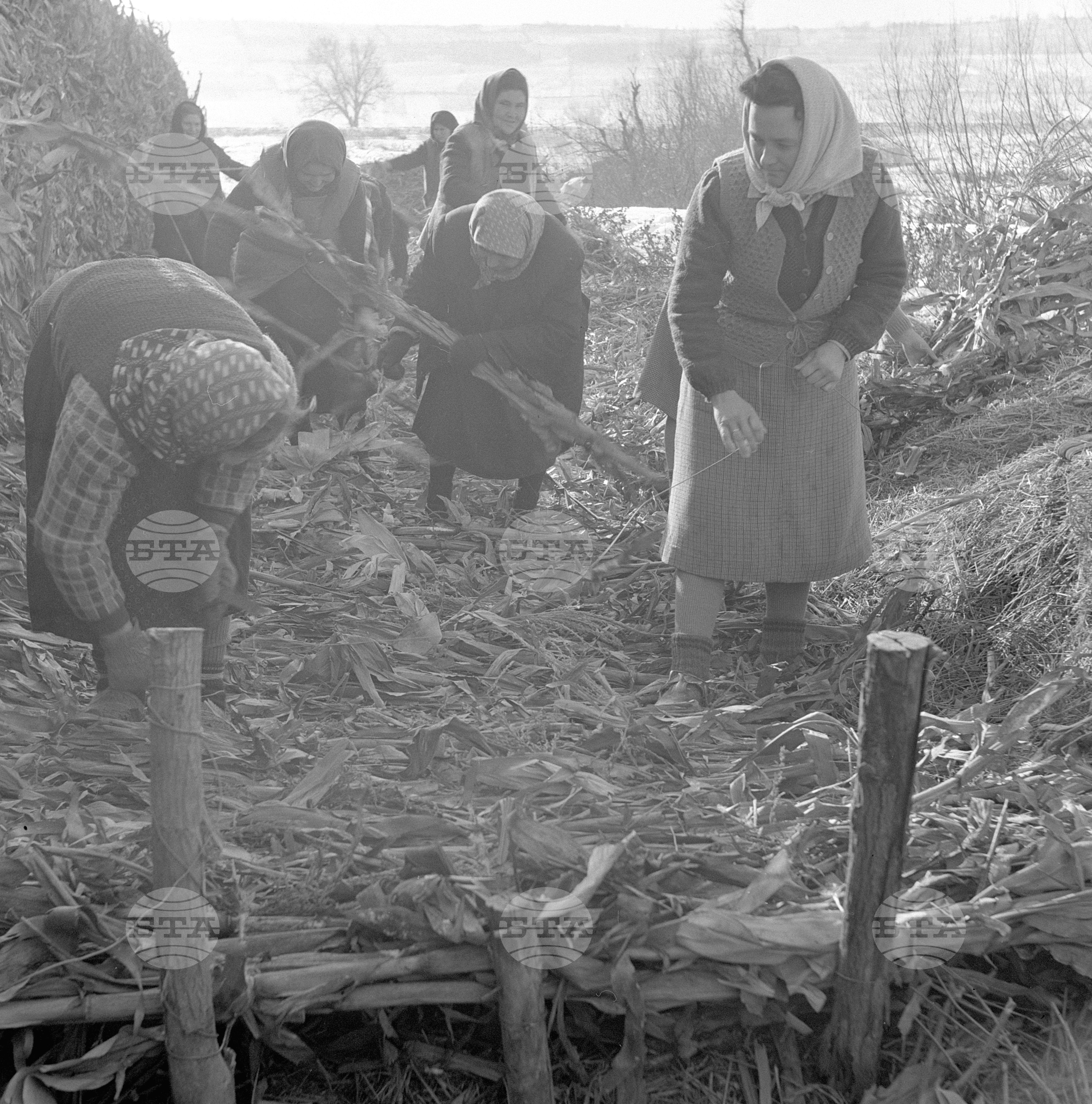 Из Видински окръг - декември 1962 година
