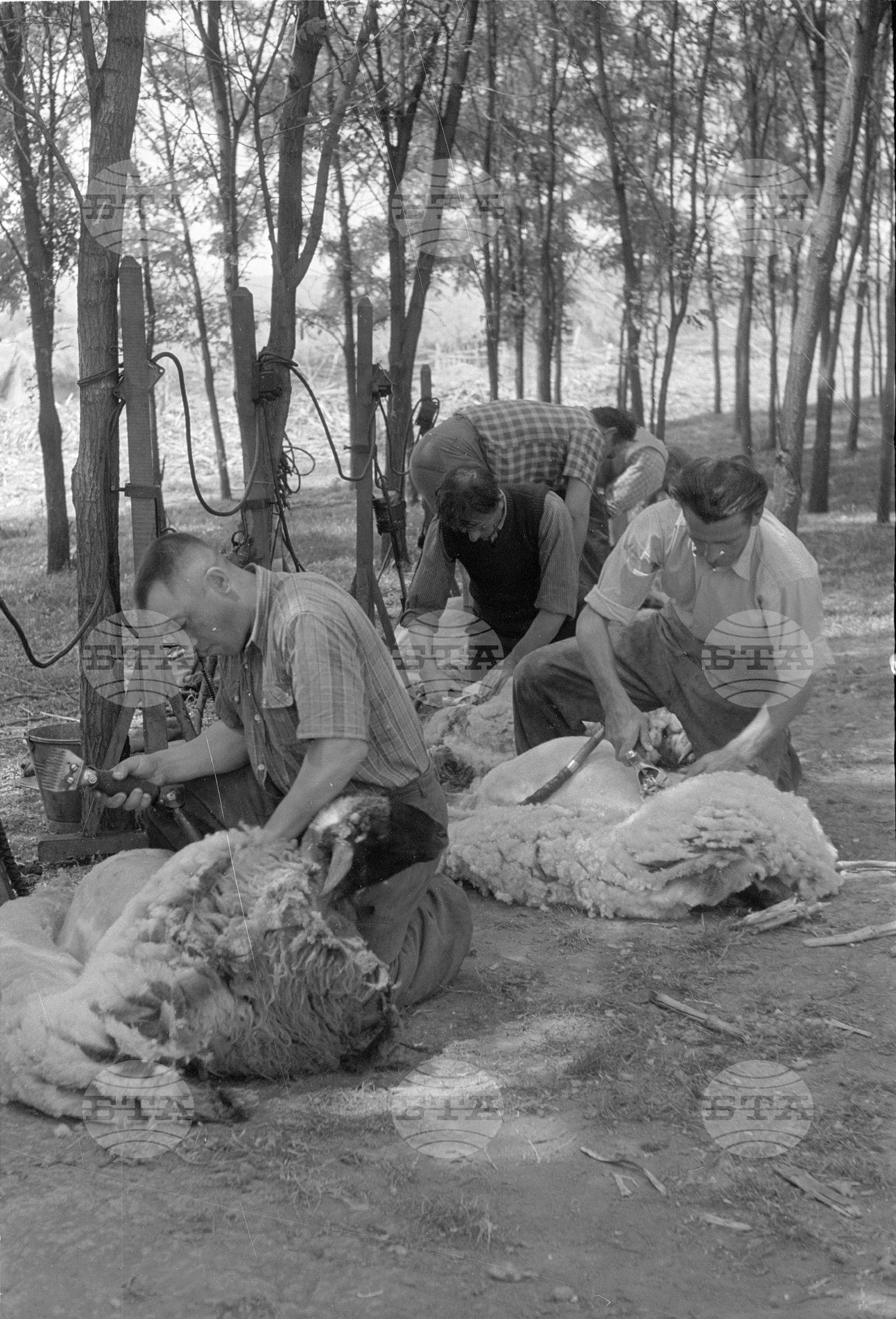 Механизирана стрижна на овце в ТКЗС (Трудово кооперативно земеделско стопанство) в село Писарово - Плевенско