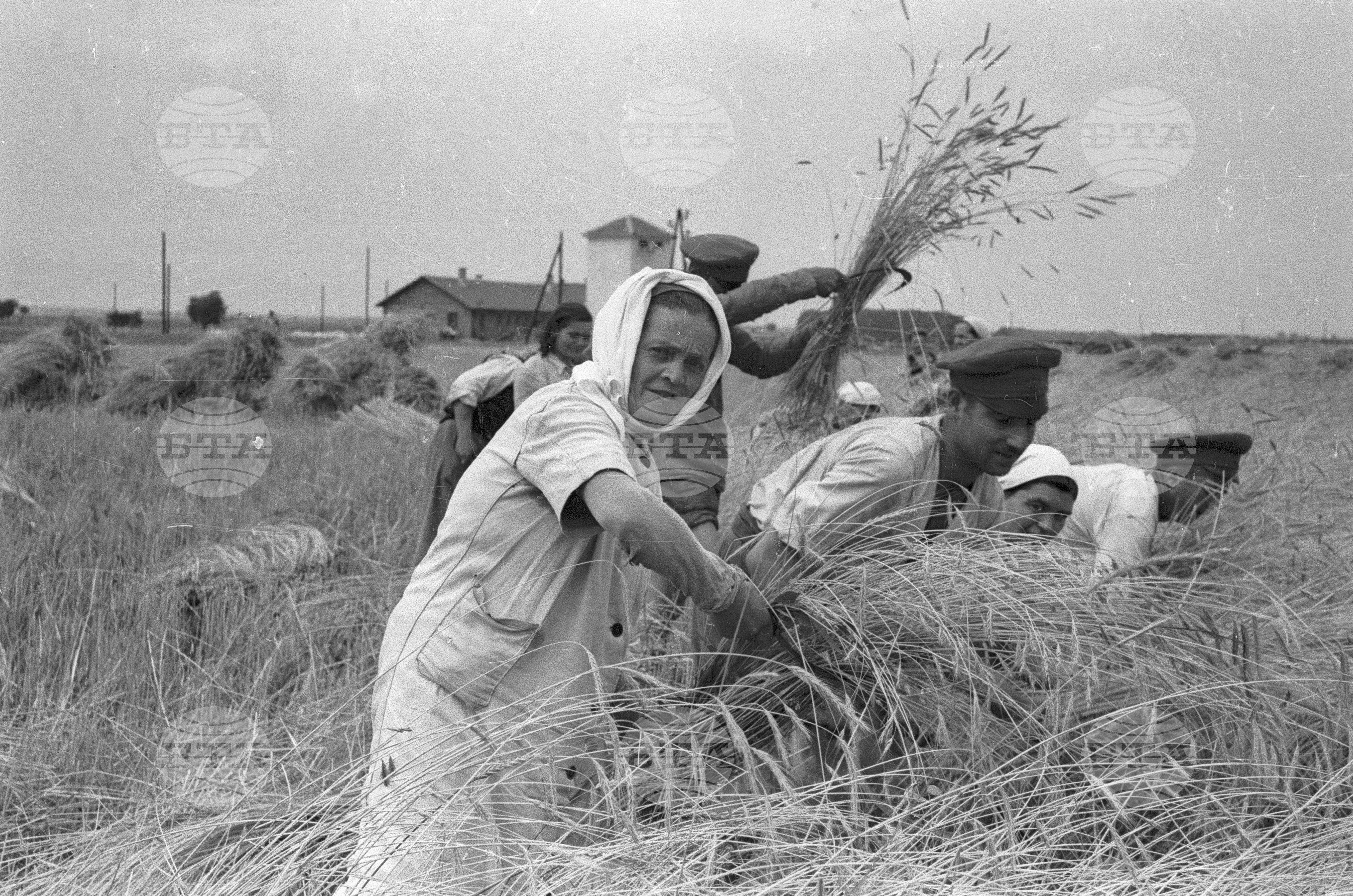 Жътва в Голямо Конаре (дн. гр. Съединение), 1951