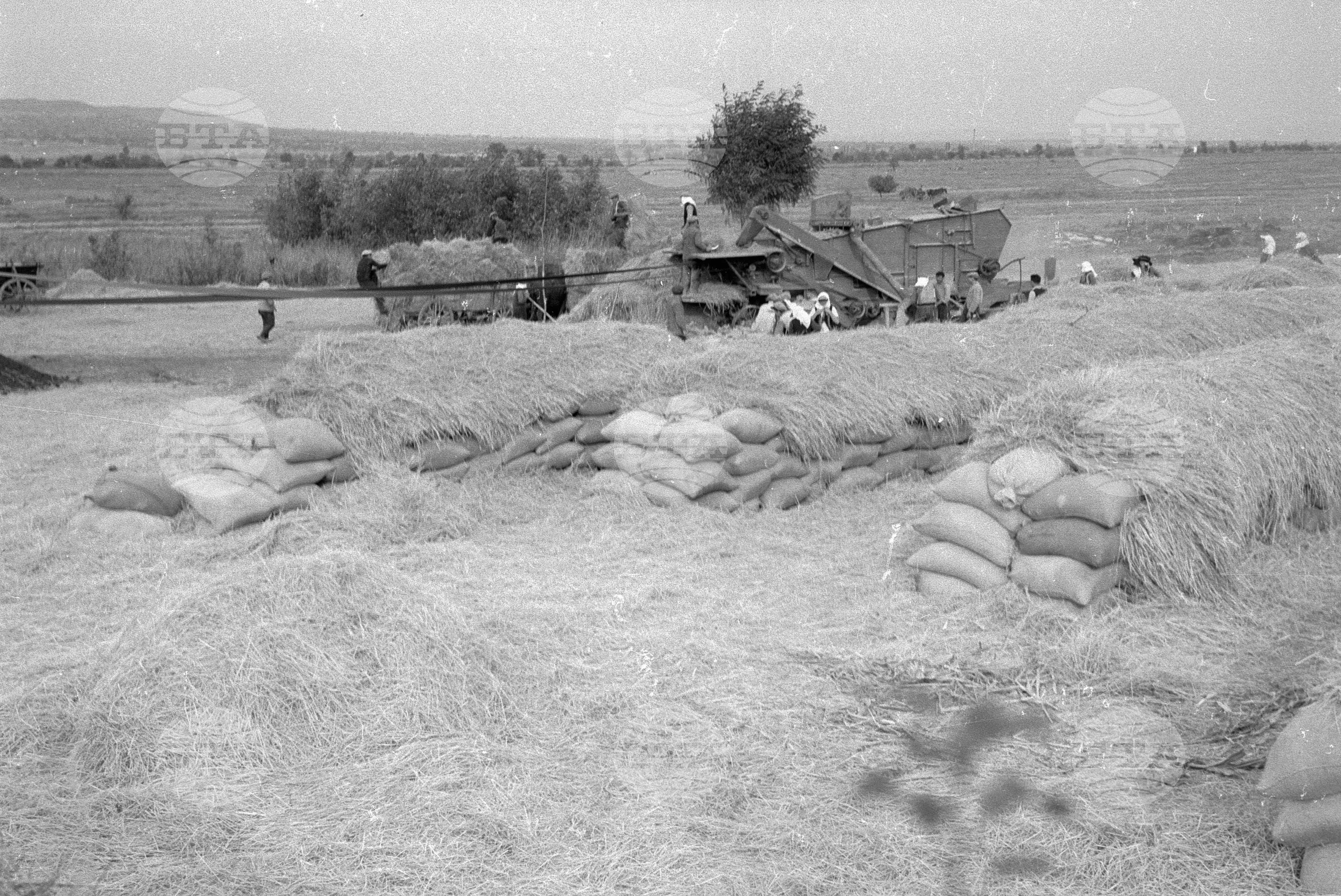 Жътва на ориз. Вършитба на ориз в Павликени - 1953 година