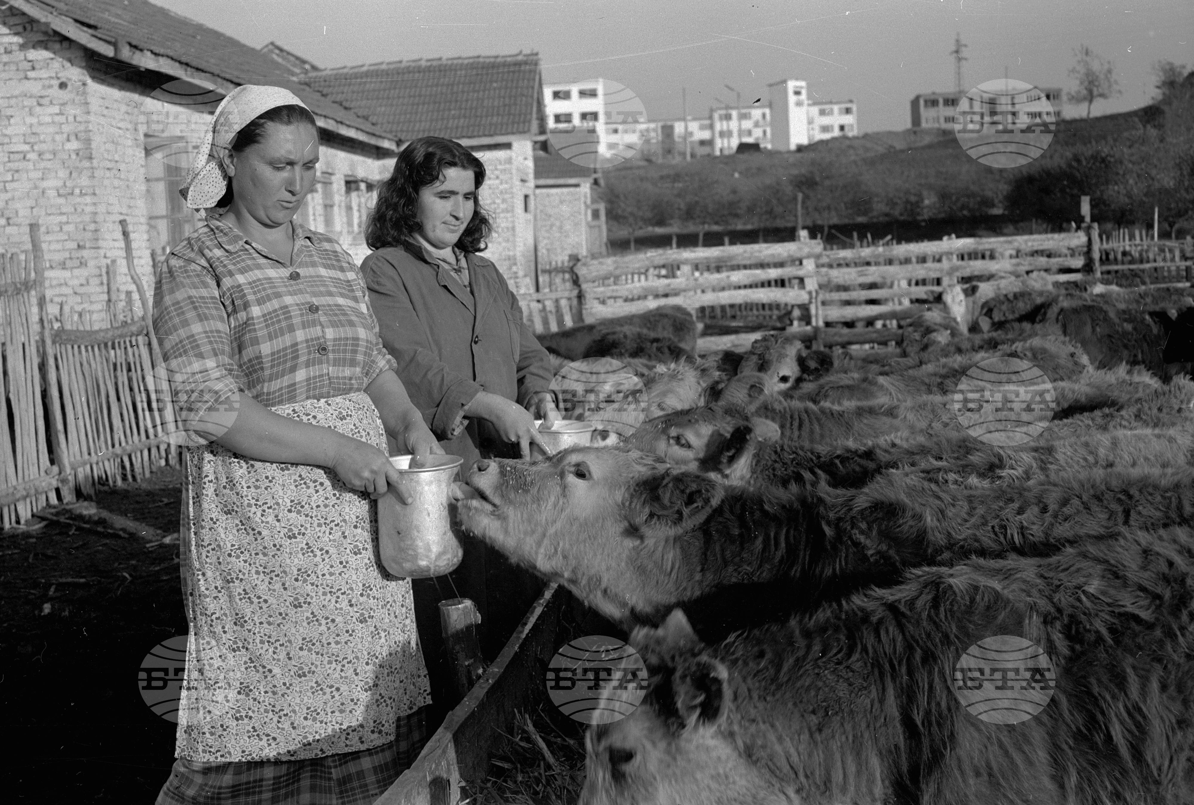 На строежа на Целулозно-хартиения комбинат, Оряхово част 2
