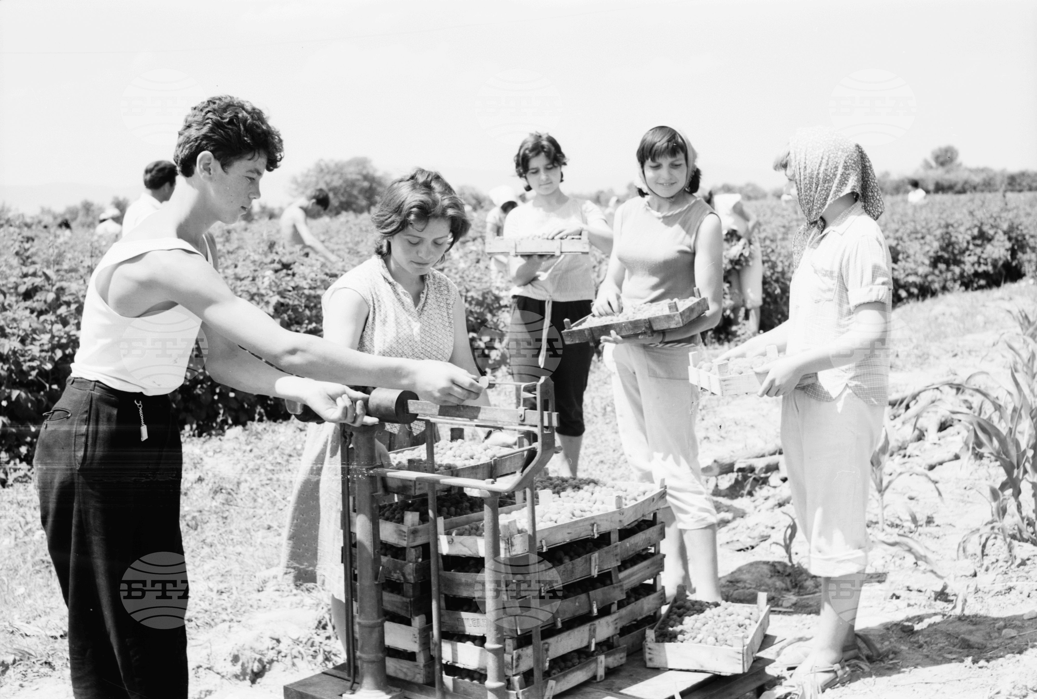 Прибират плодовете на своя труд - 1963