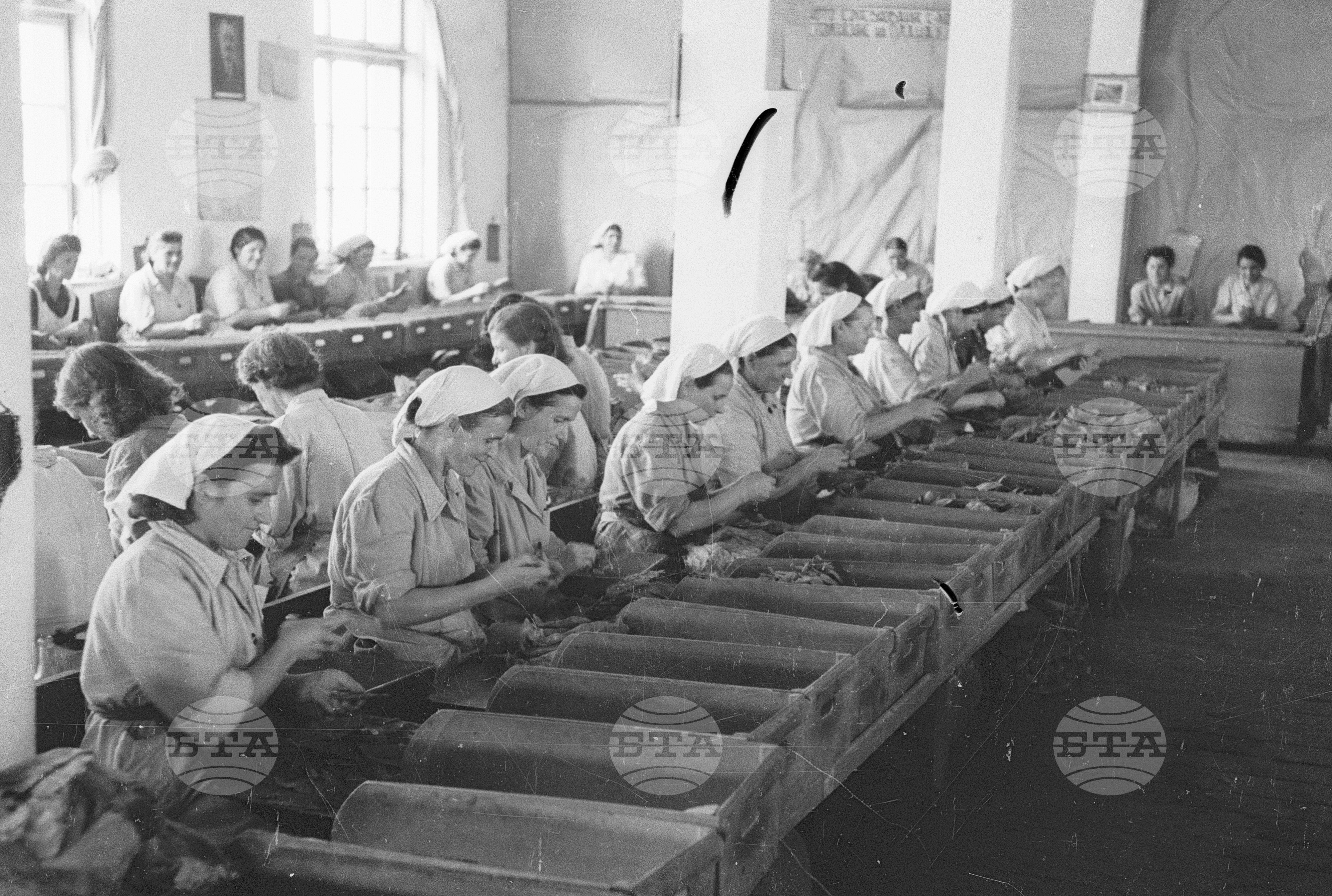 Тютюнопроизводство в България, 1951