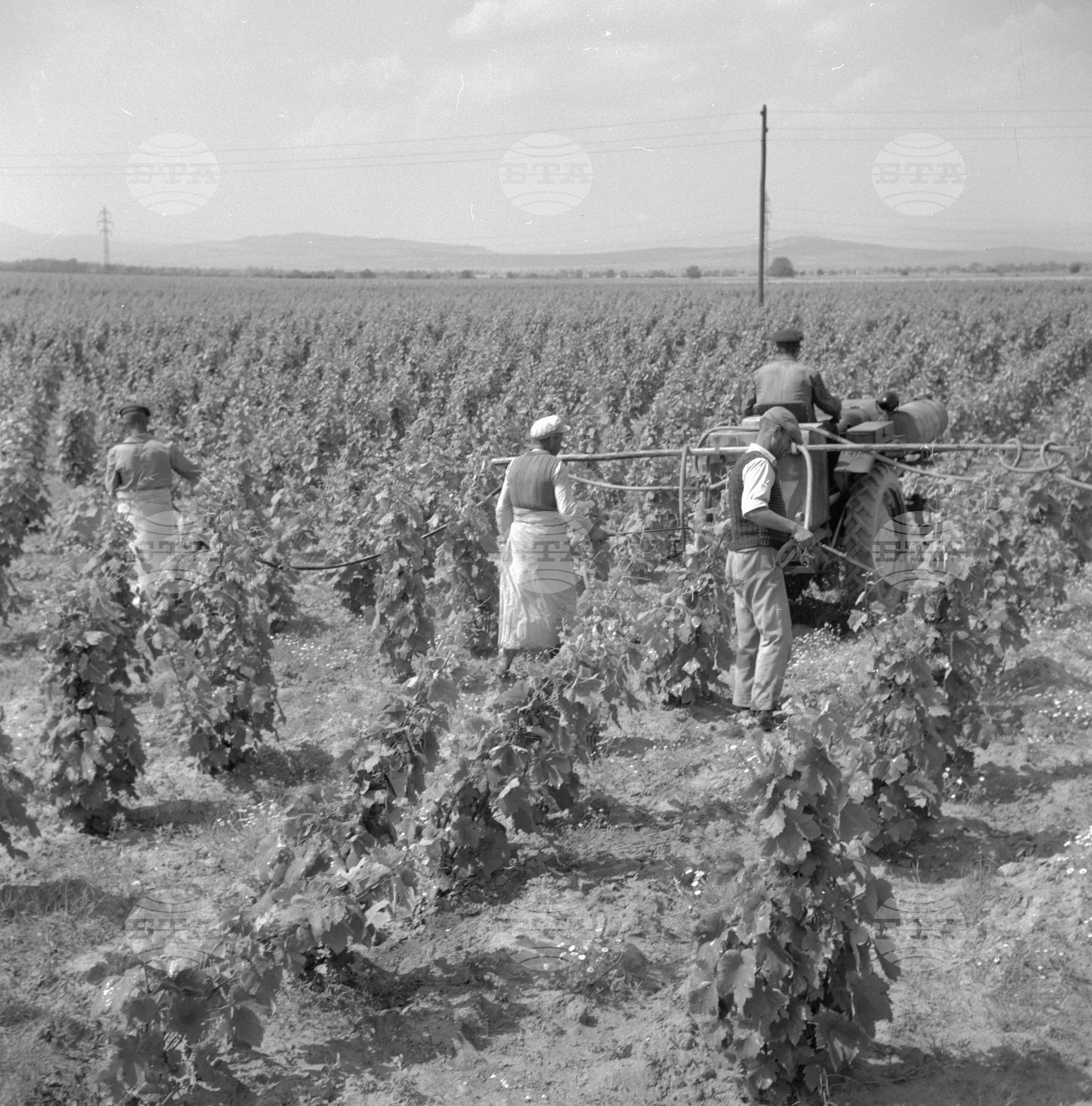 Из Пазарджишки окръг - 1963