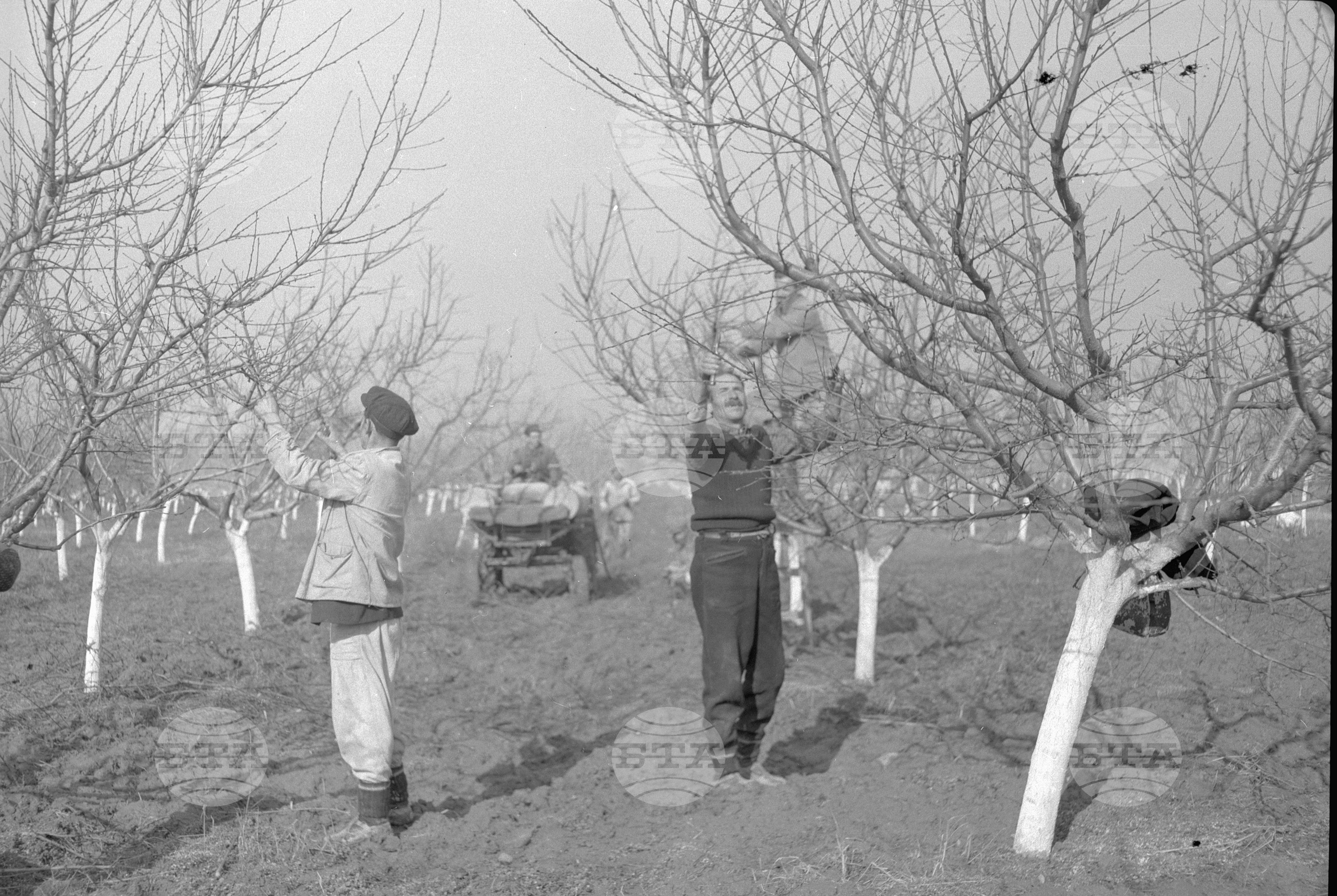 ДЗС (Държавно земеделско стопанство) град Петрич