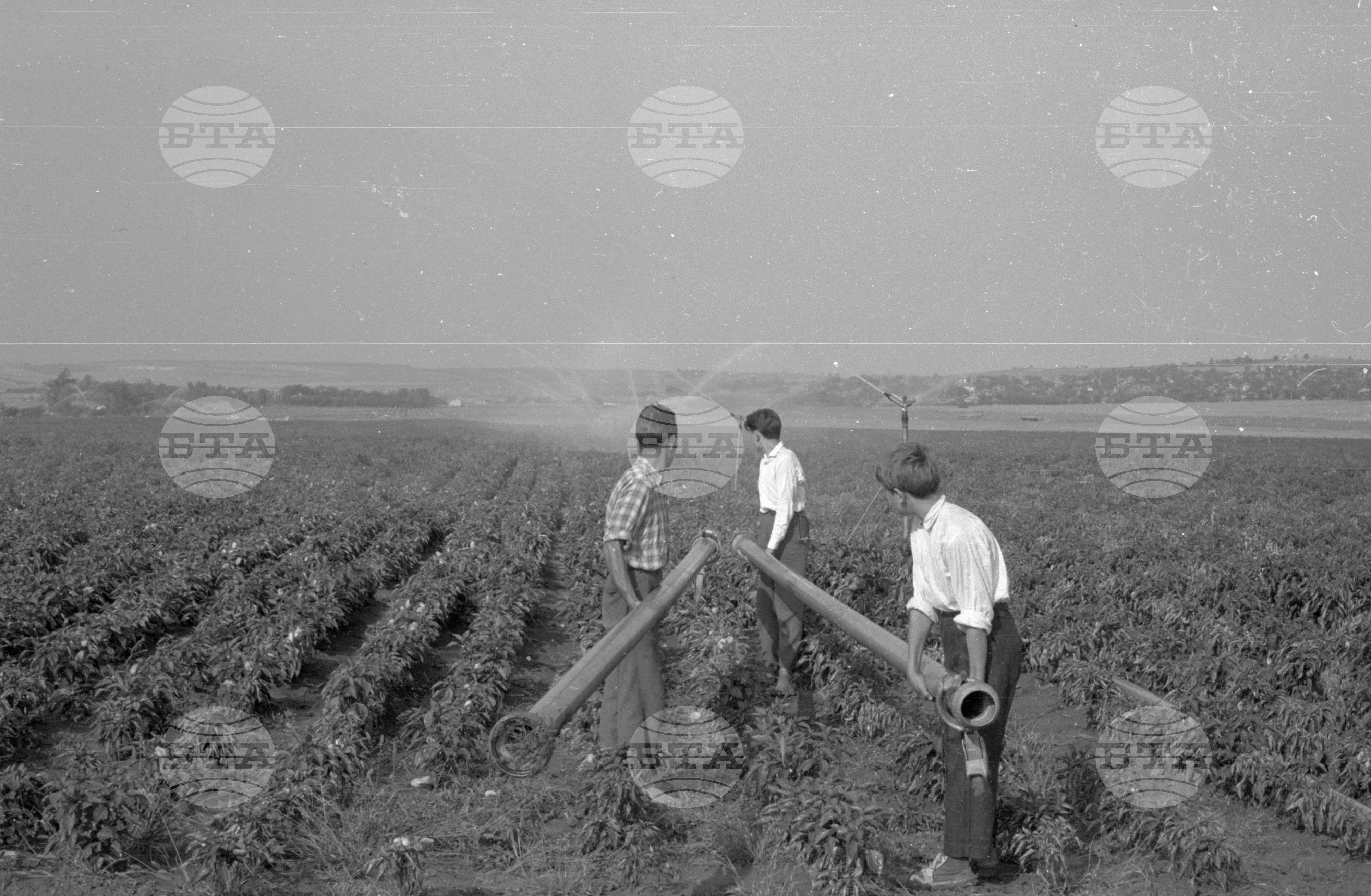 Из Видински окръг 1963 година