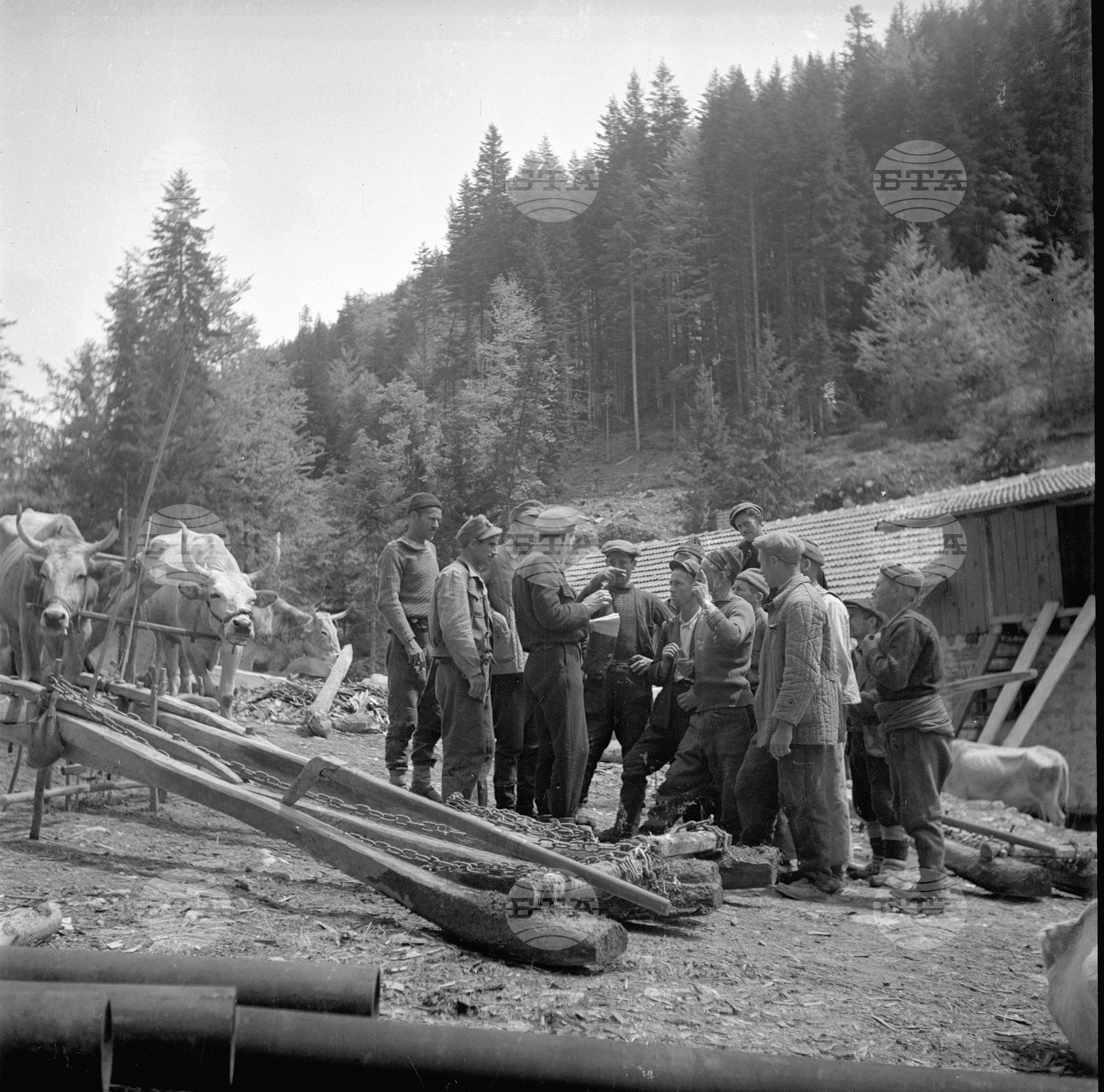 Дърводобив в държавни горски стопанства, 1951 - част 3