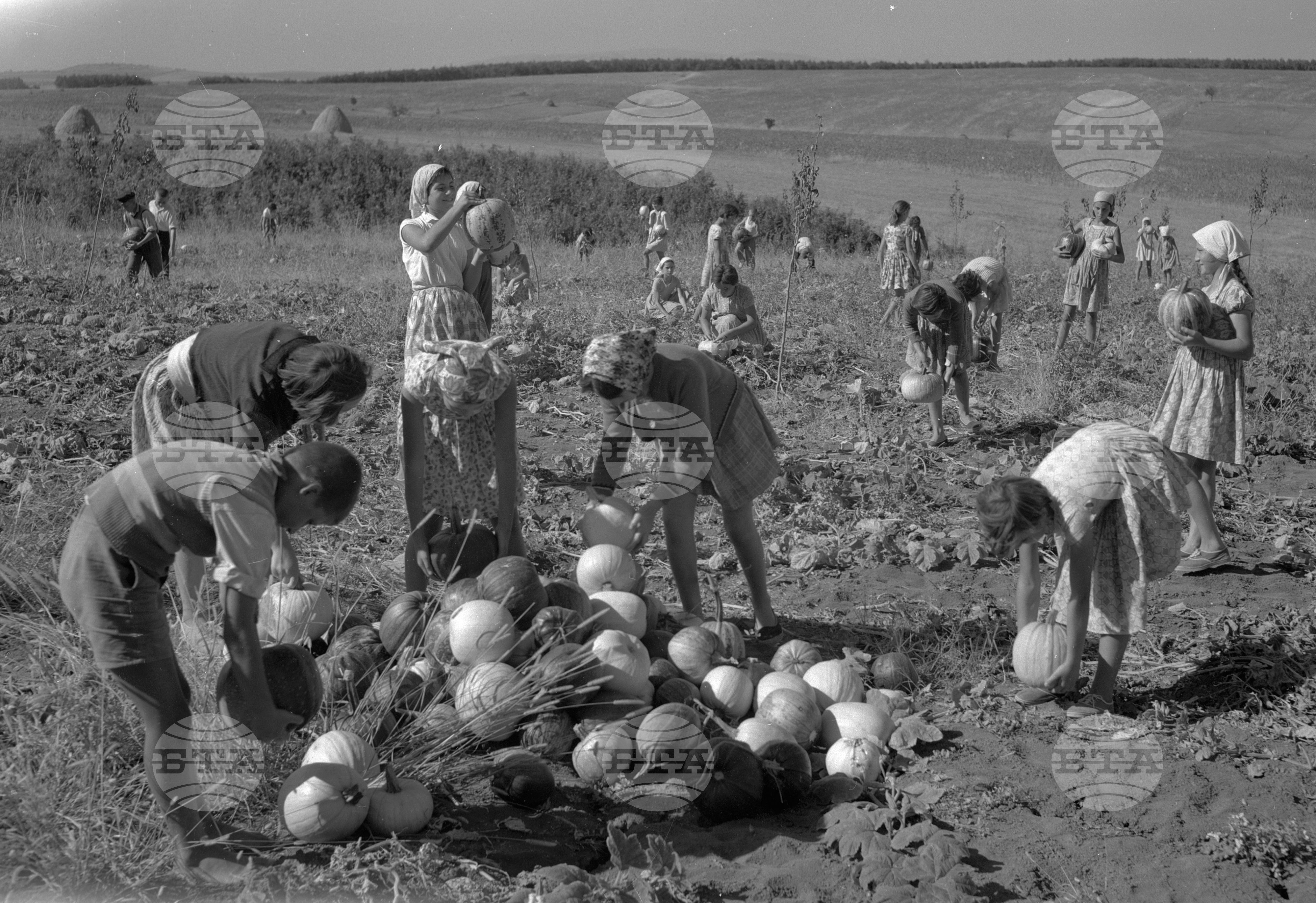 Пионери в помощ на кооператорите в полската работа 1963 година