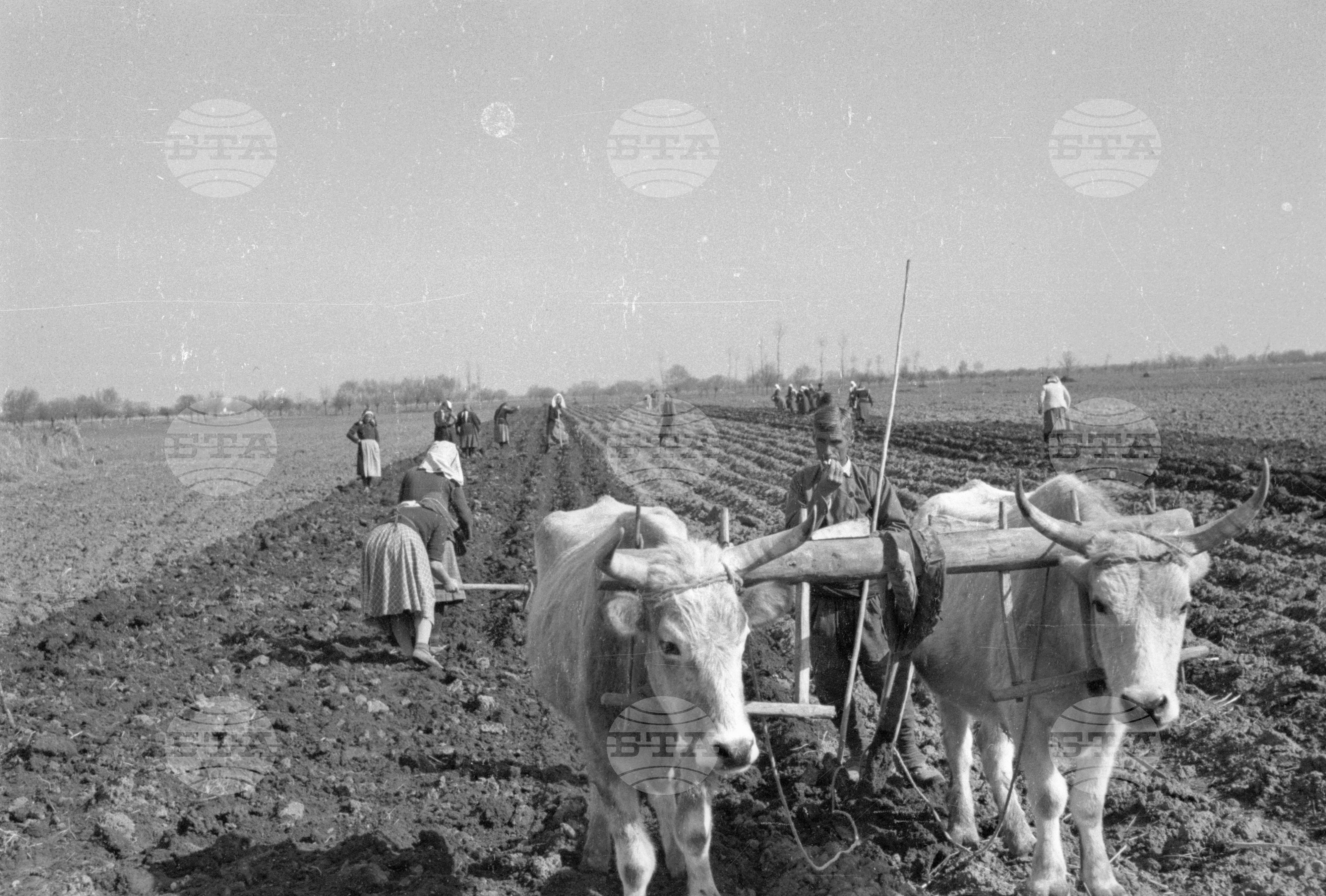 Трудово кооперативното земеделско стопанство (ТКЗС) Караджово, 1951