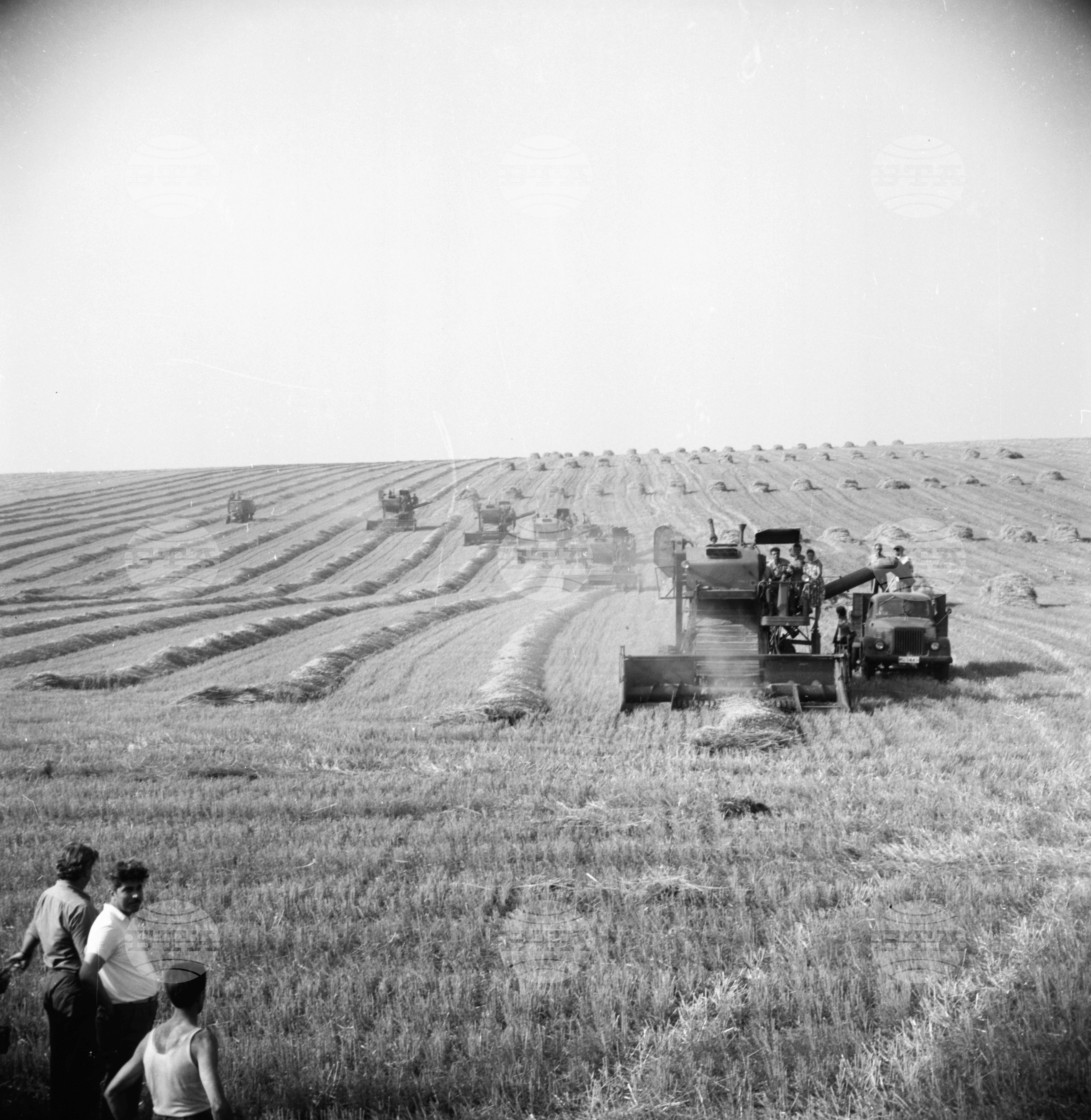 Жътва в Златията