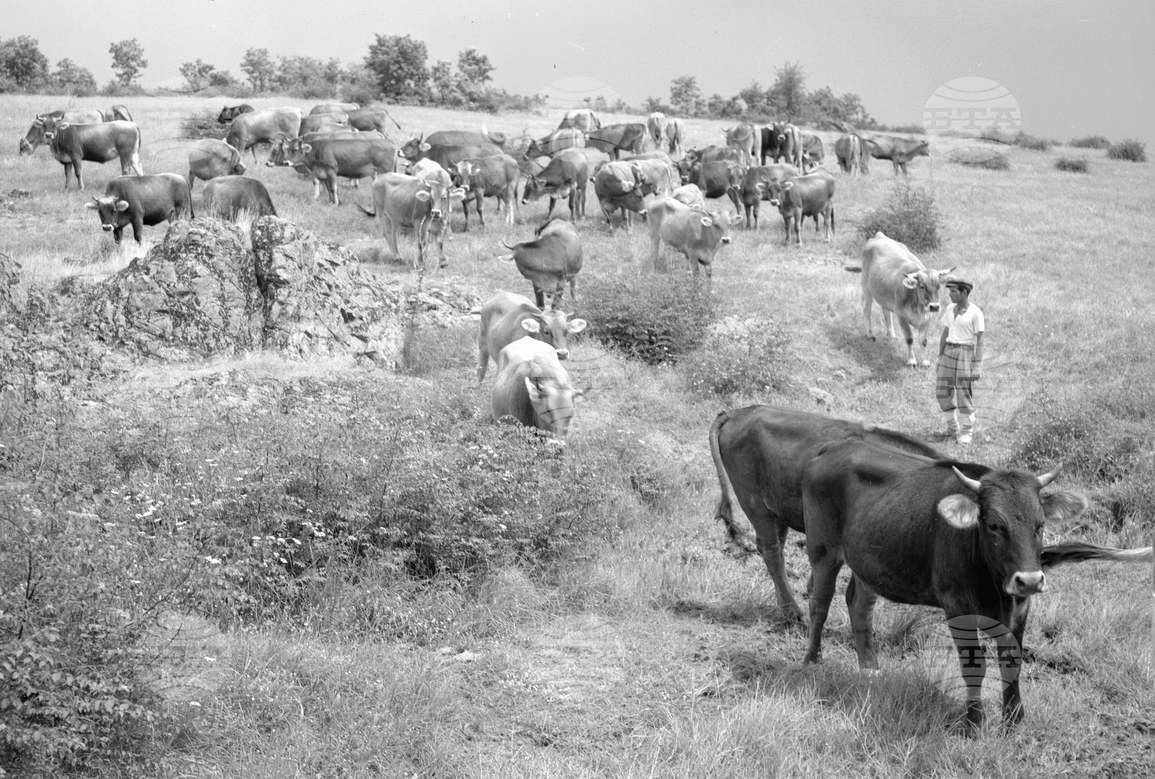 ТКЗС в село Узунджово, Хасковски окръг - 1963