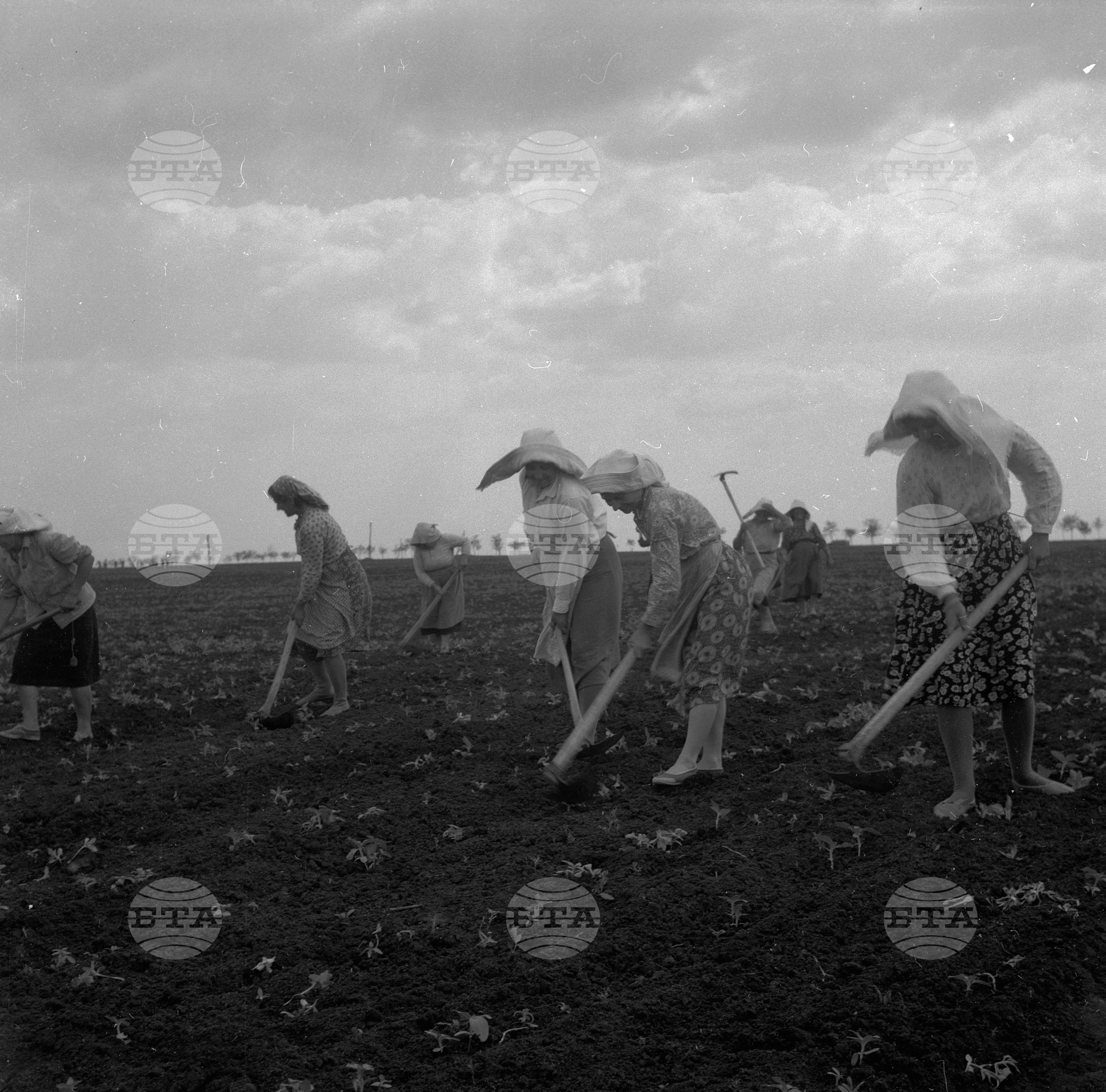 ТКЗС (Трудово-кооперативно земеделско стопанство) - село Знаменосец, Старозагорски окръг