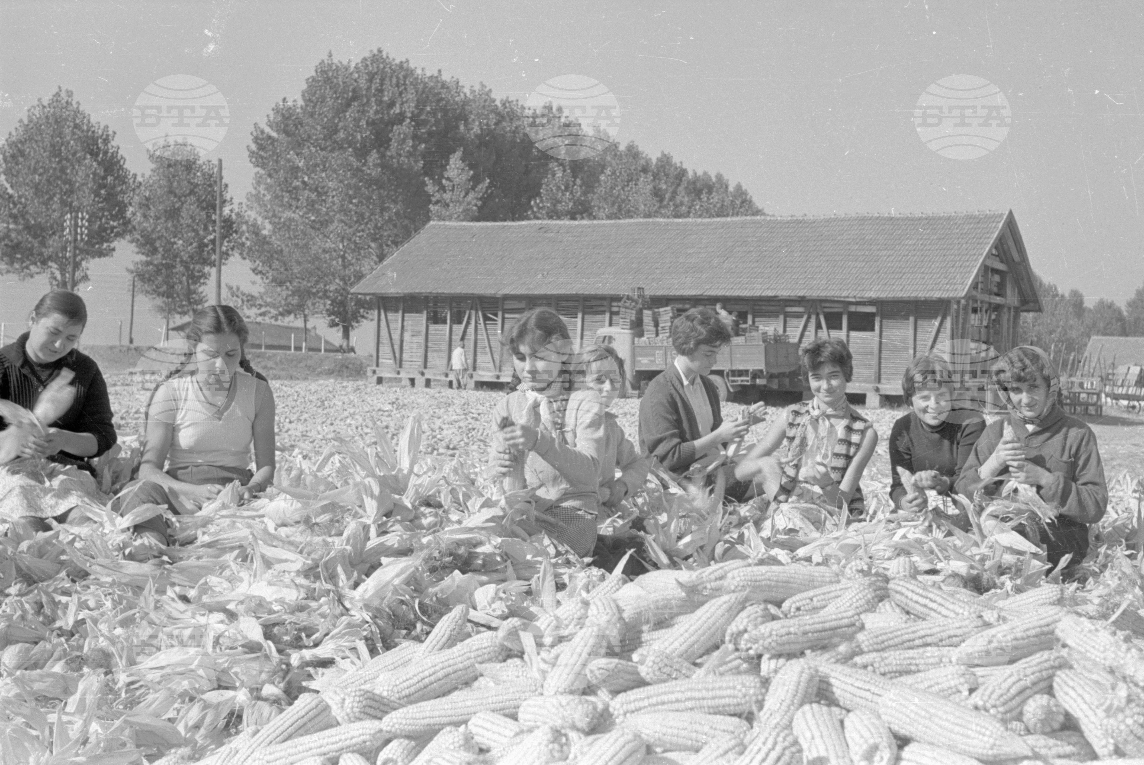Из Трудово кооперативно земеделско стопанство (ТКЗС) село Долни Богров - Софийски окръг