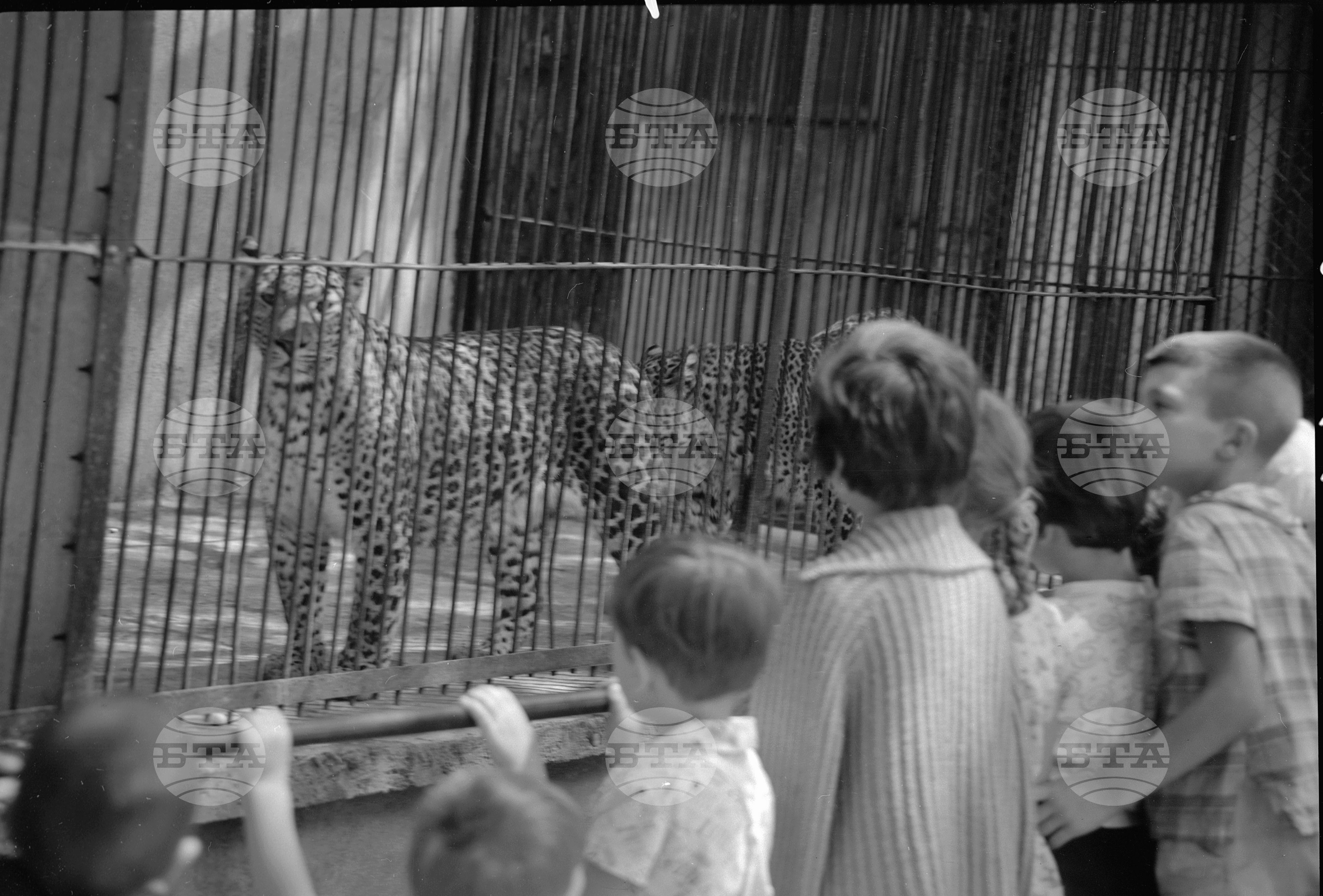 Зоологическа градина София - 1962 година част 2