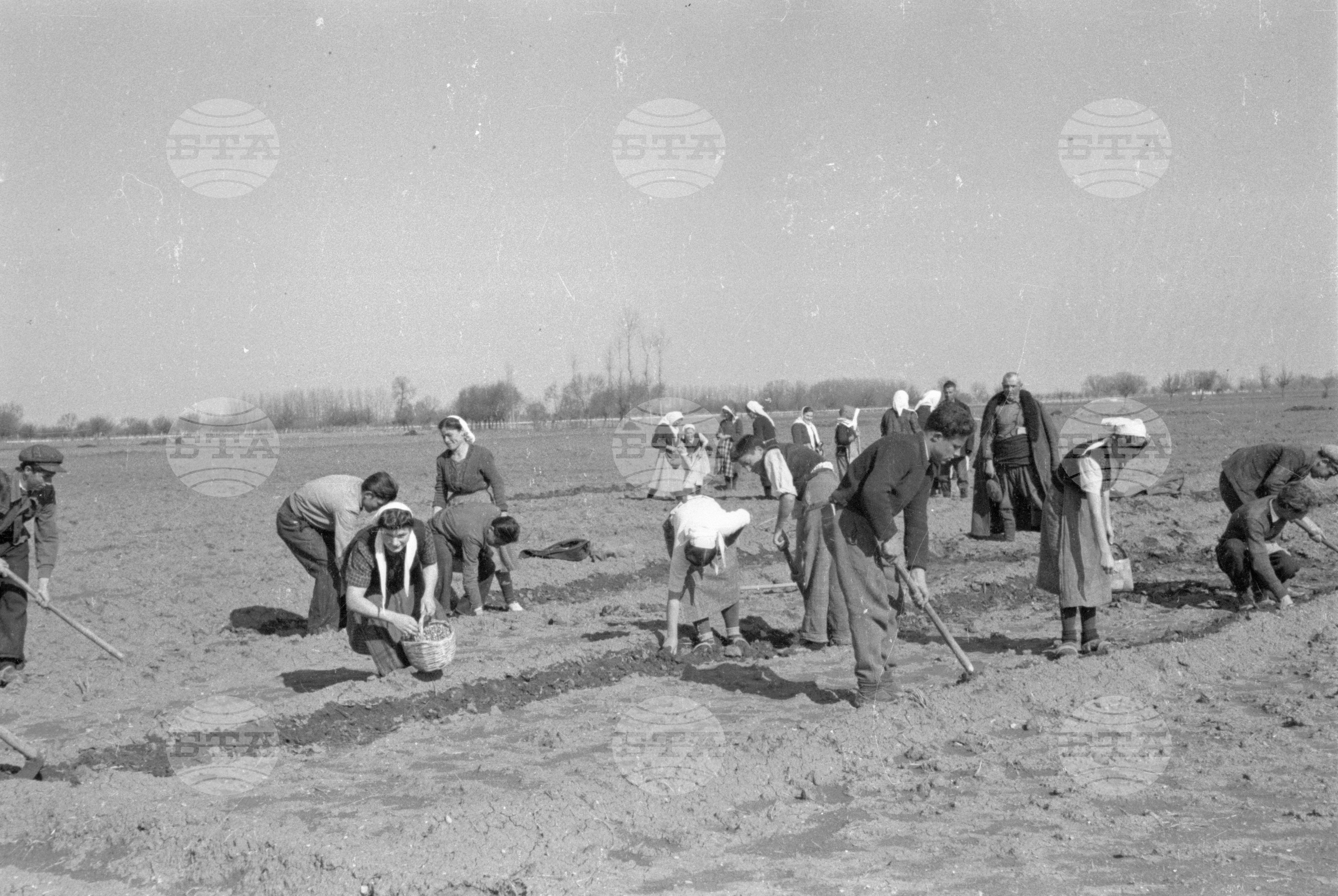 Трудово кооперативното земеделско стопанство (ТКЗС) Караджово, 1951