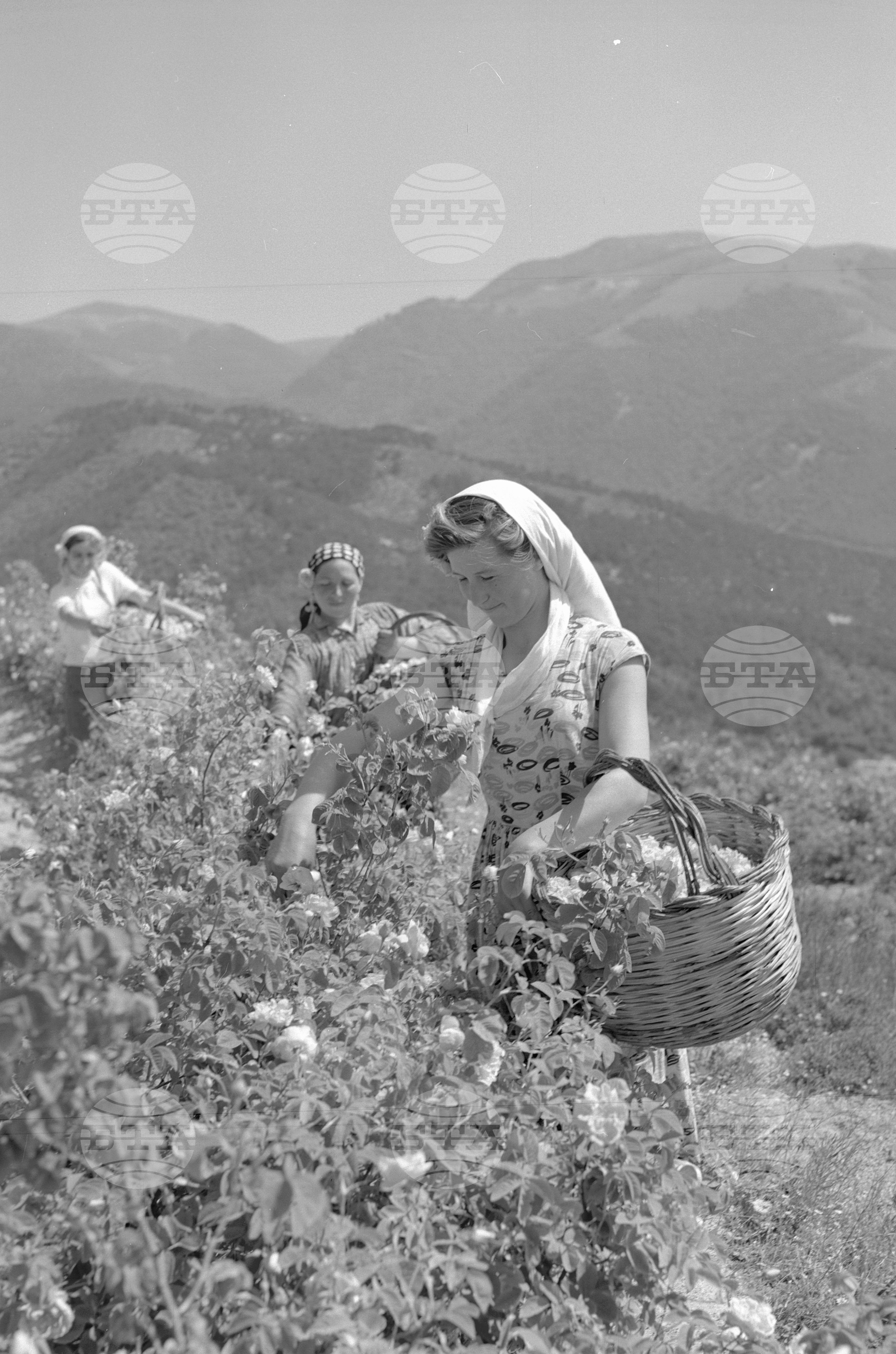 Розобер в село Розино, Пловдивски окръг