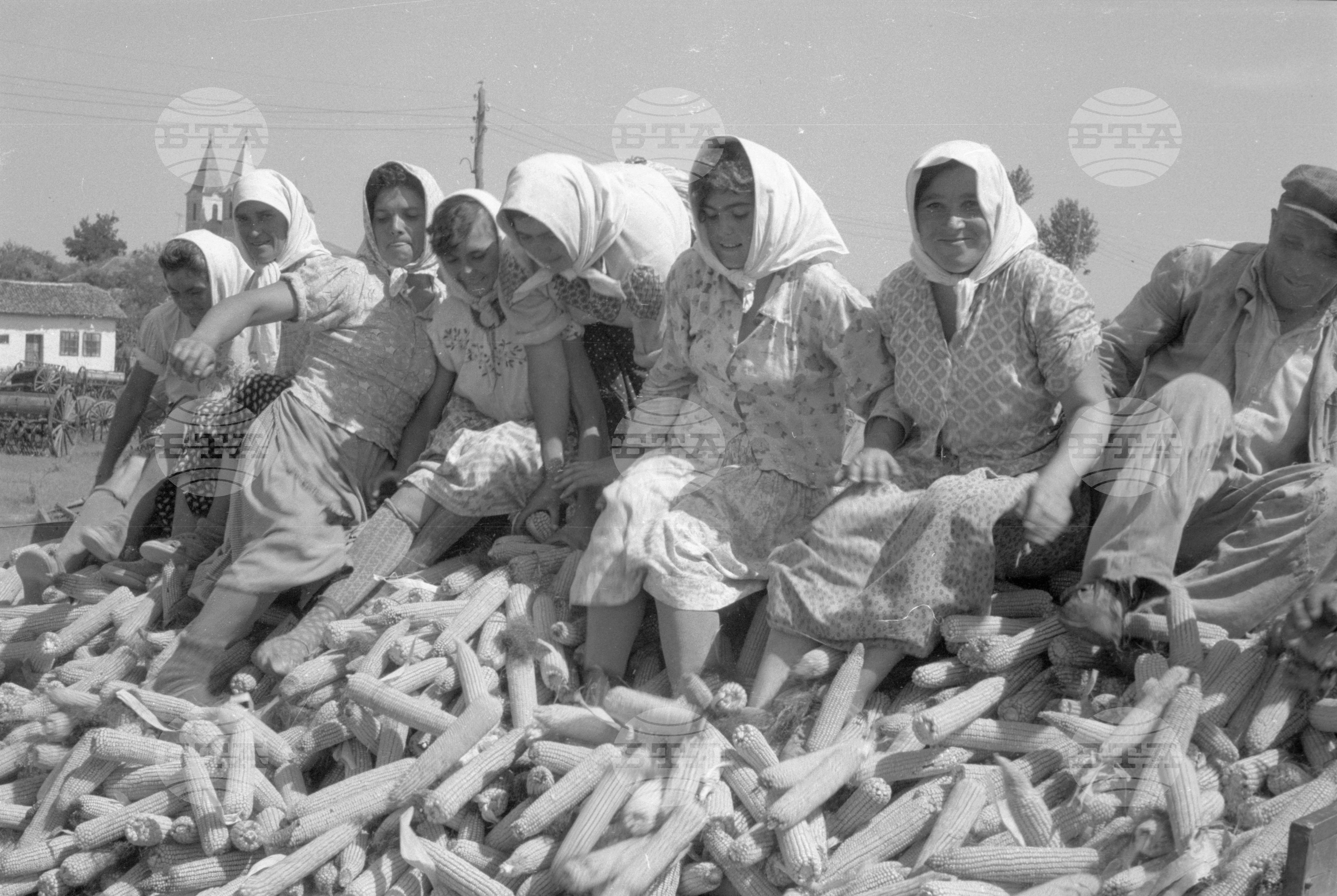 ТКЗС (Трудово кооперативно земеделско стопанство) във Видин - 1963