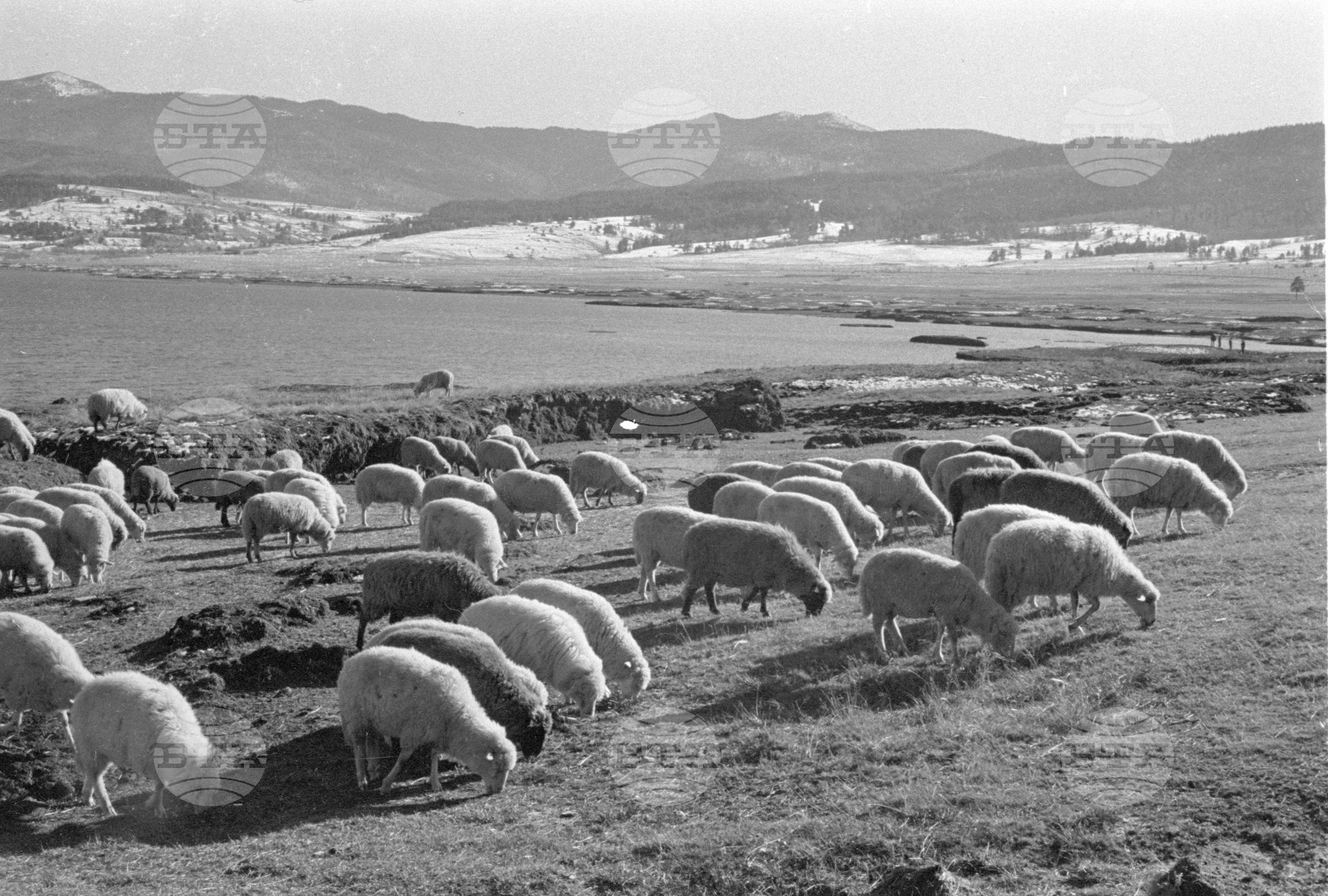 Край язовир "Батак" - 1963 година
