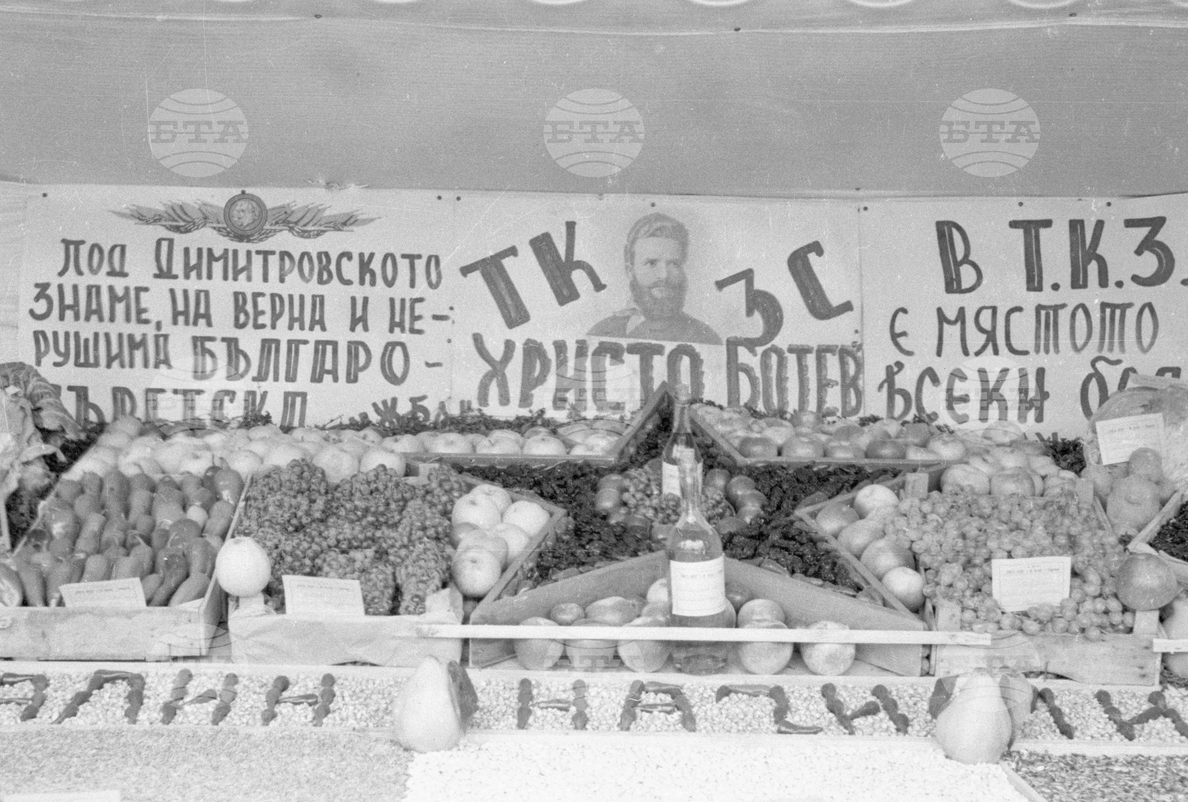 Селскостопанска изложба в Левскиград (дн. Карлово), 1951