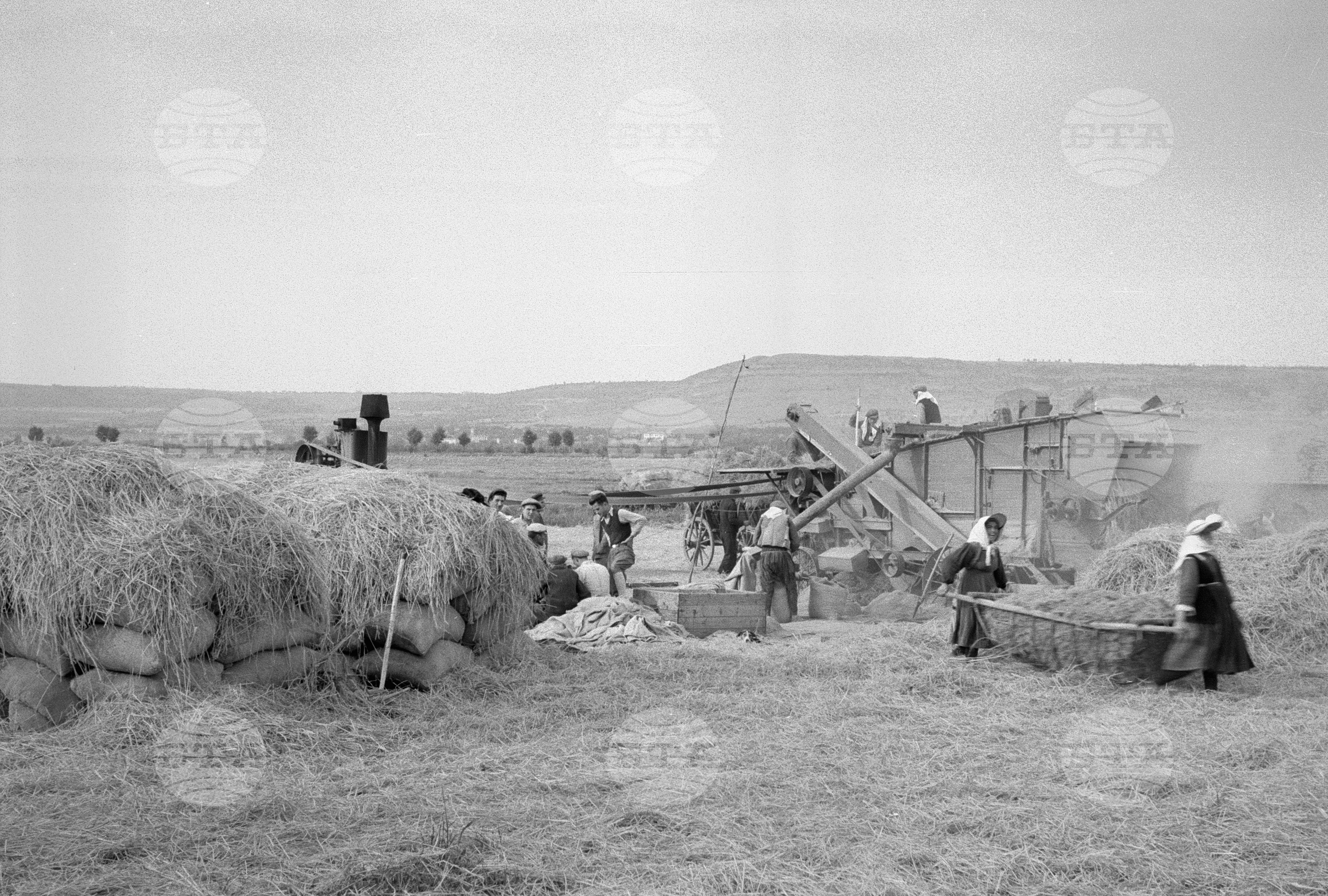 Жътва на ориз. Вършитба на ориз в Павликени - 1953 година