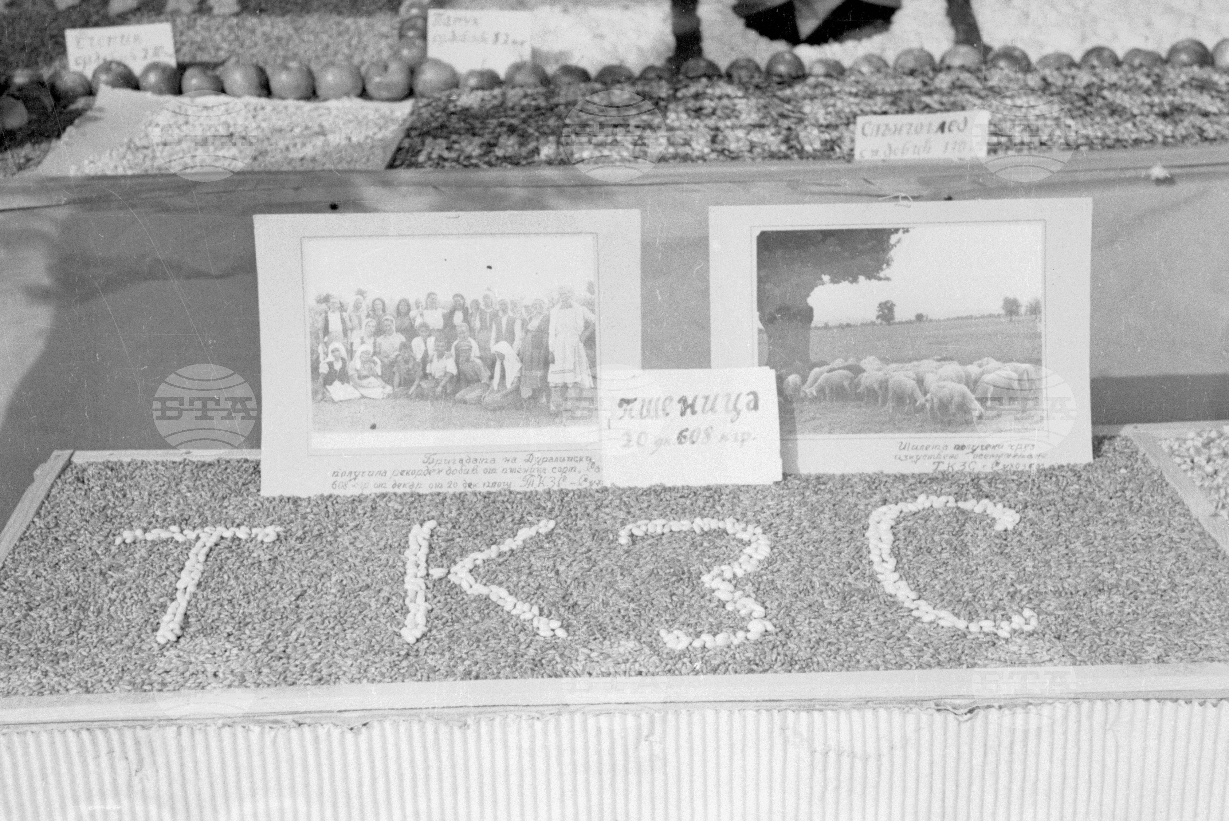 Селскостопанска изложба в Левскиград (дн. Карлово), 1951
