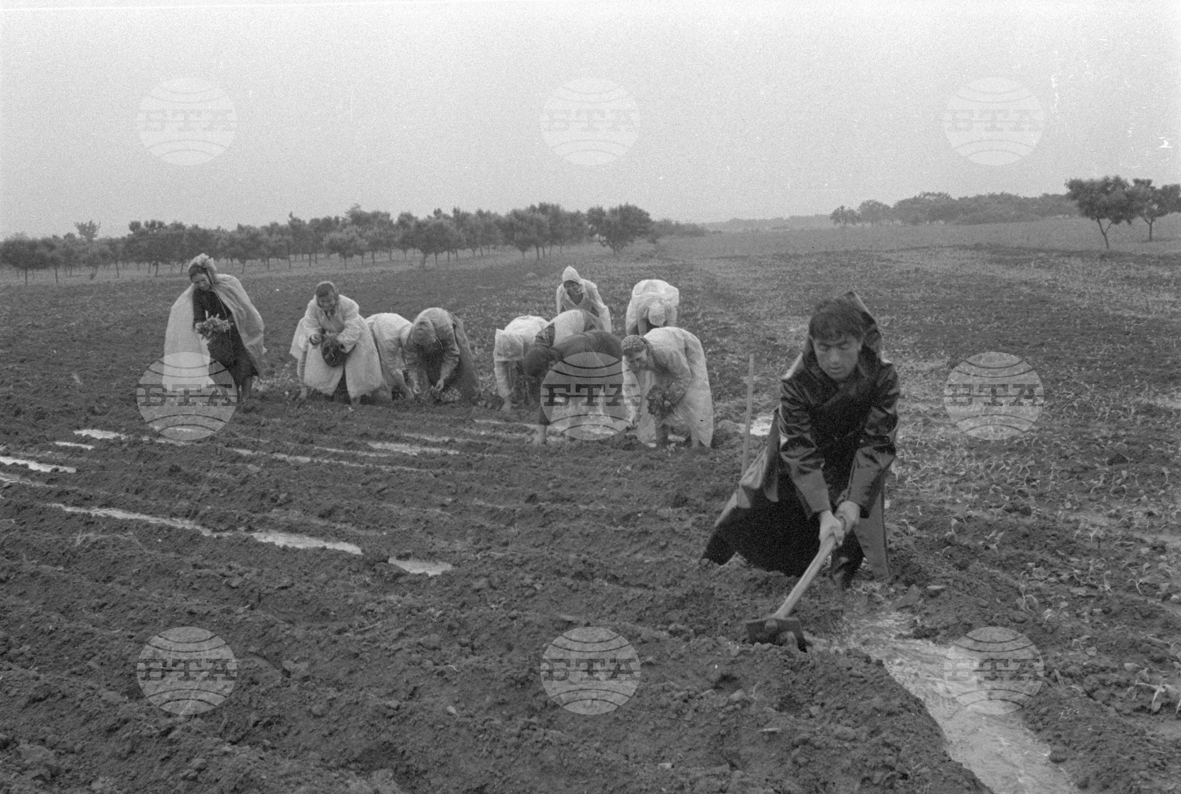 Предприятие "Тютюнева промишленост" град Петрич