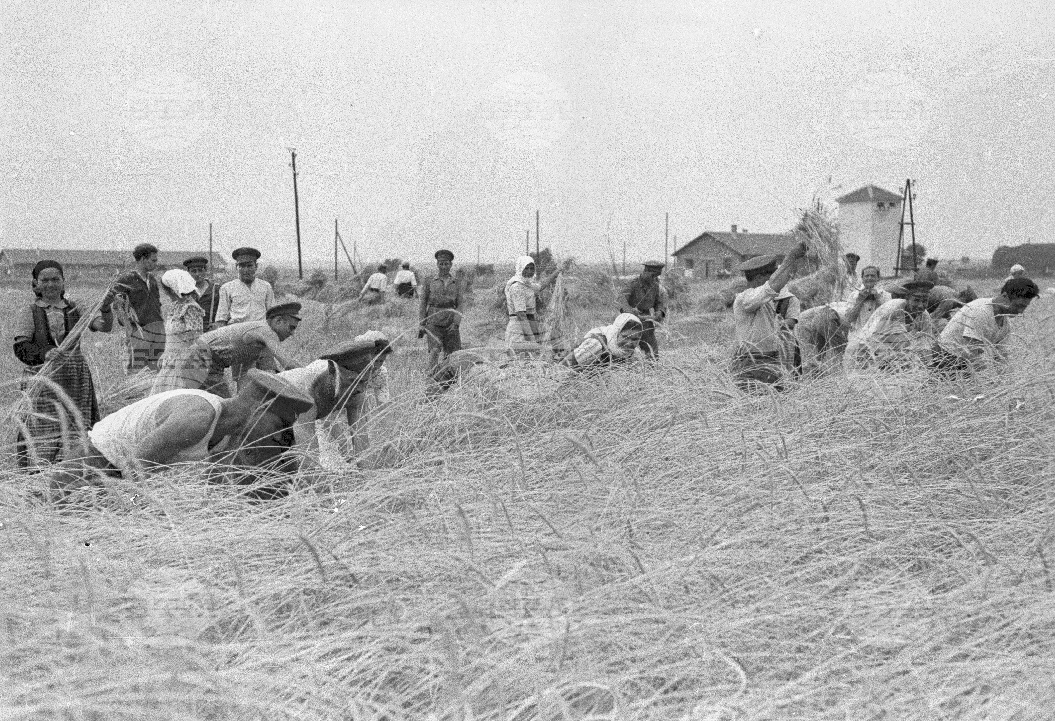 Жътва в Голямо Конаре (дн. гр. Съединение), 1951