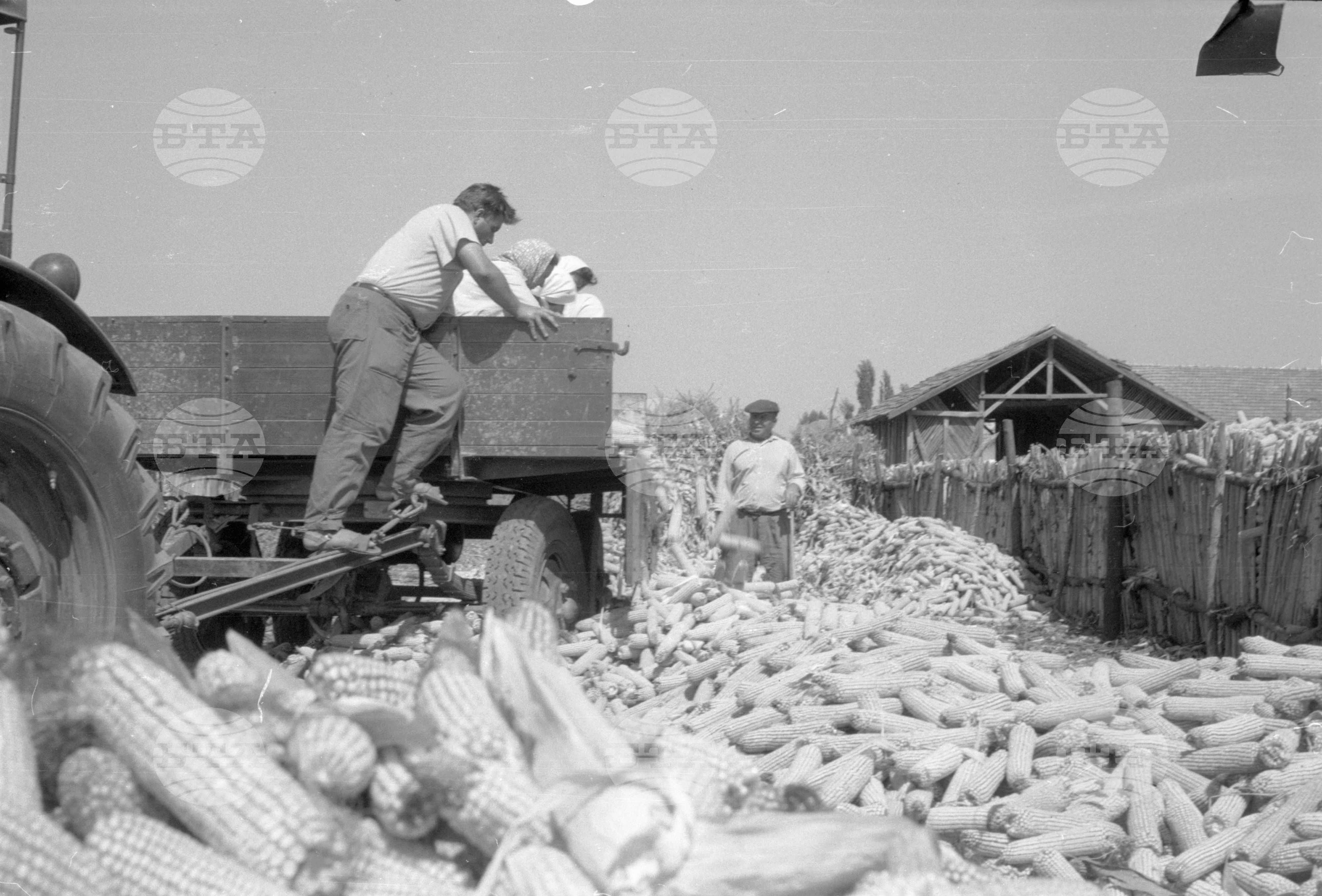 ТКЗС (Трудово кооперативно земеделско стопанство) във Видин - 1963