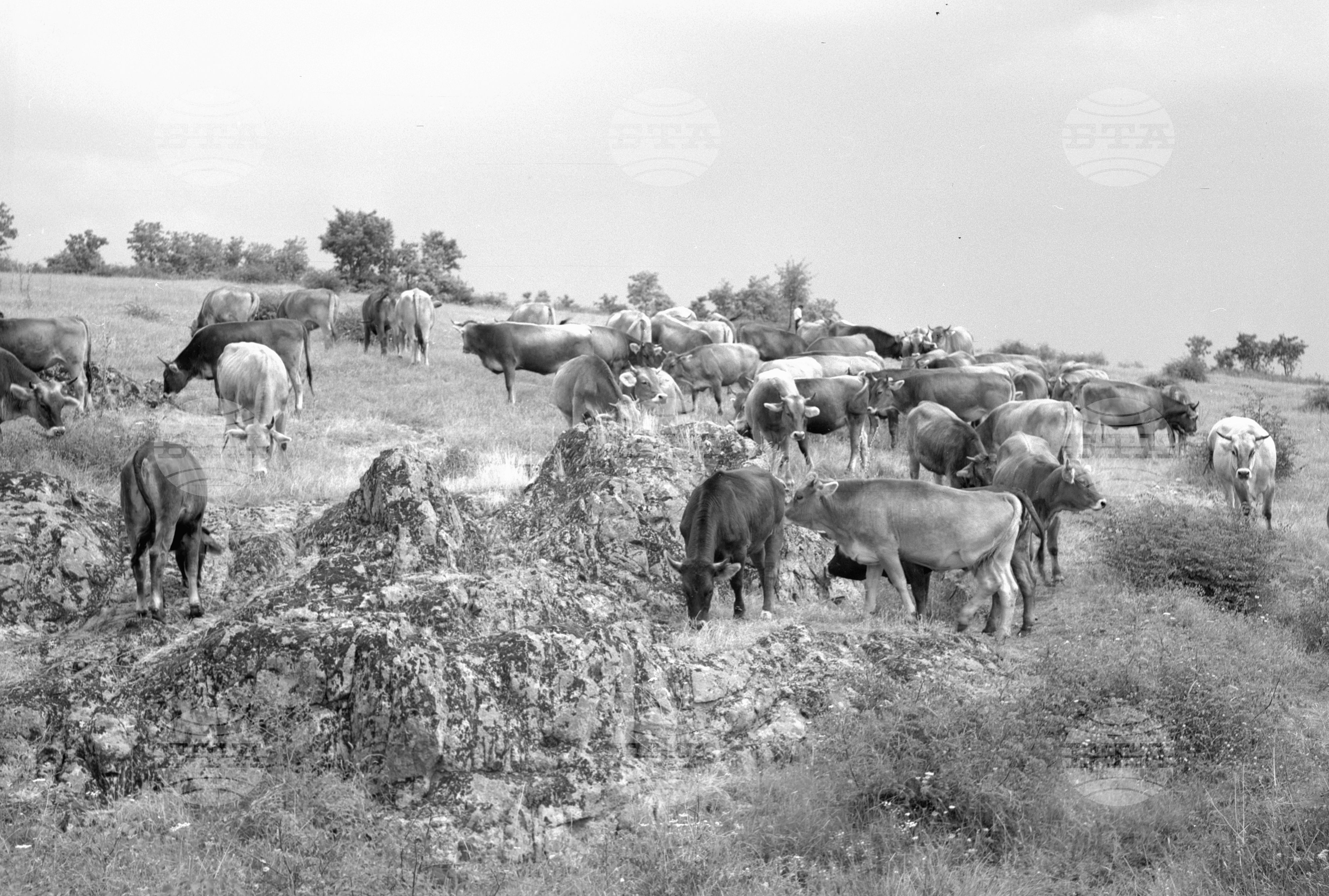 ТКЗС в село Узунджово, Хасковски окръг - 1963
