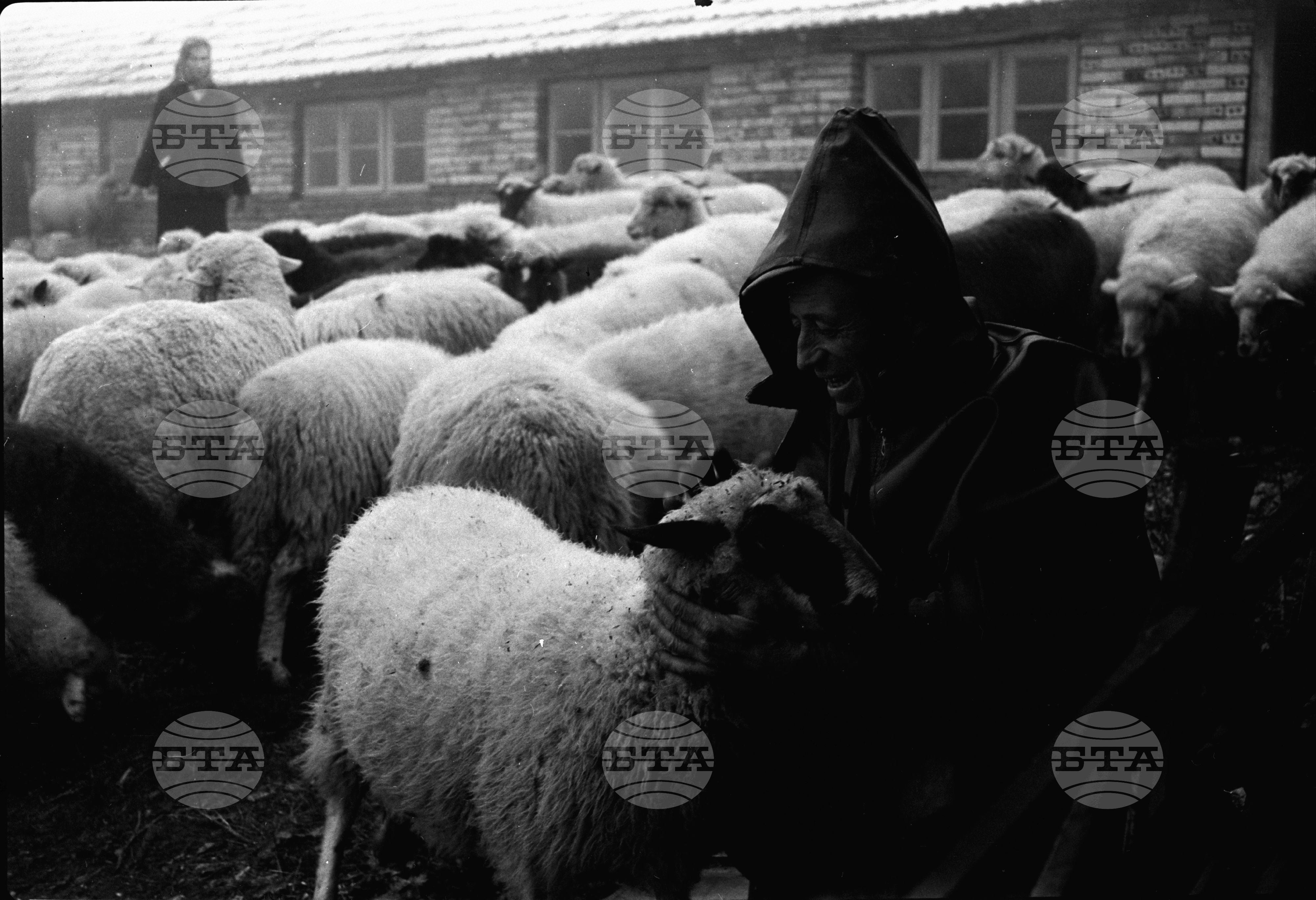 Овчарят Мильо Ангелов от село Осиково, Търговишки окръг - преизпълни годишния си план