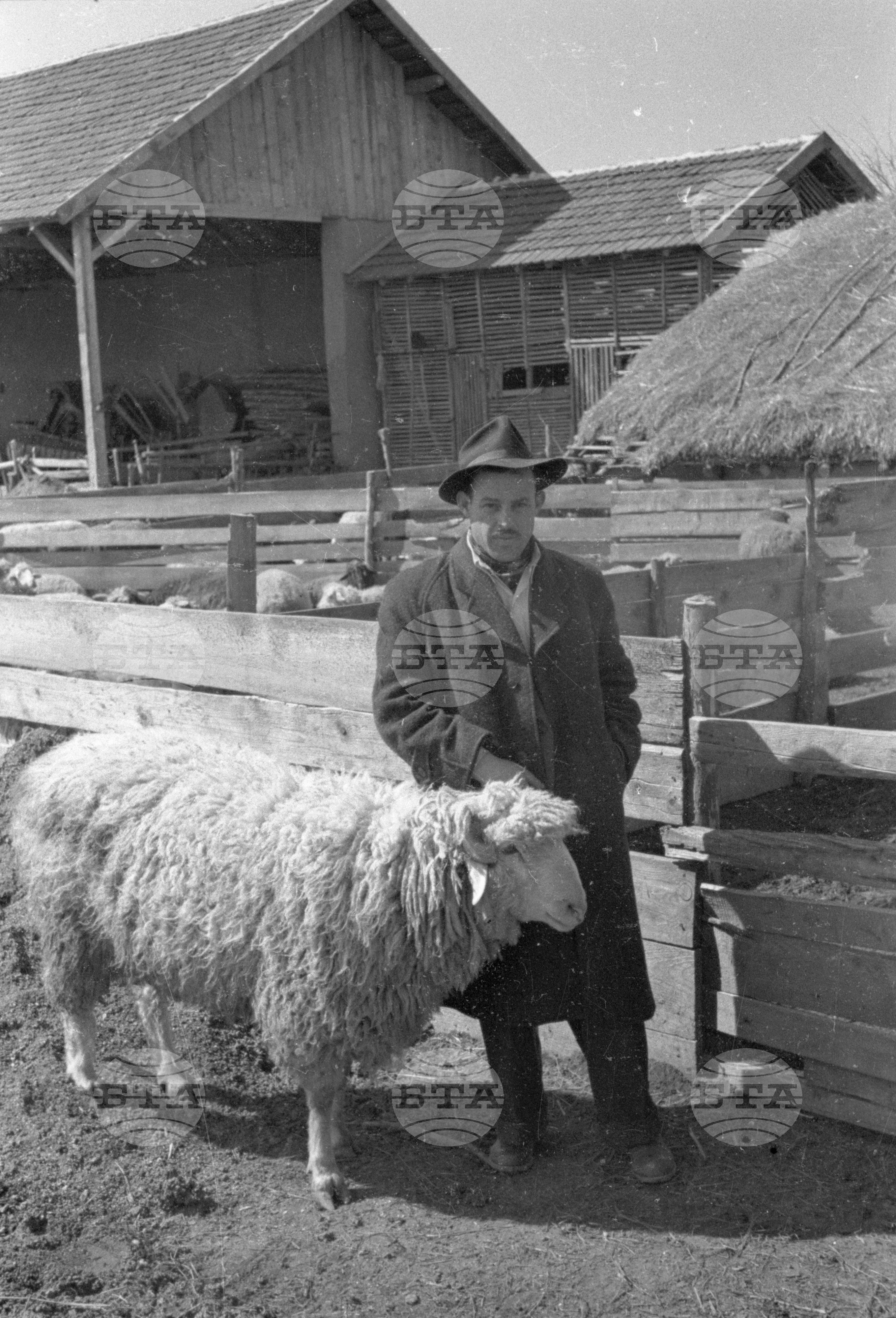 Трудово кооперативното земеделско стопанство (ТКЗС) Караджово, 1951