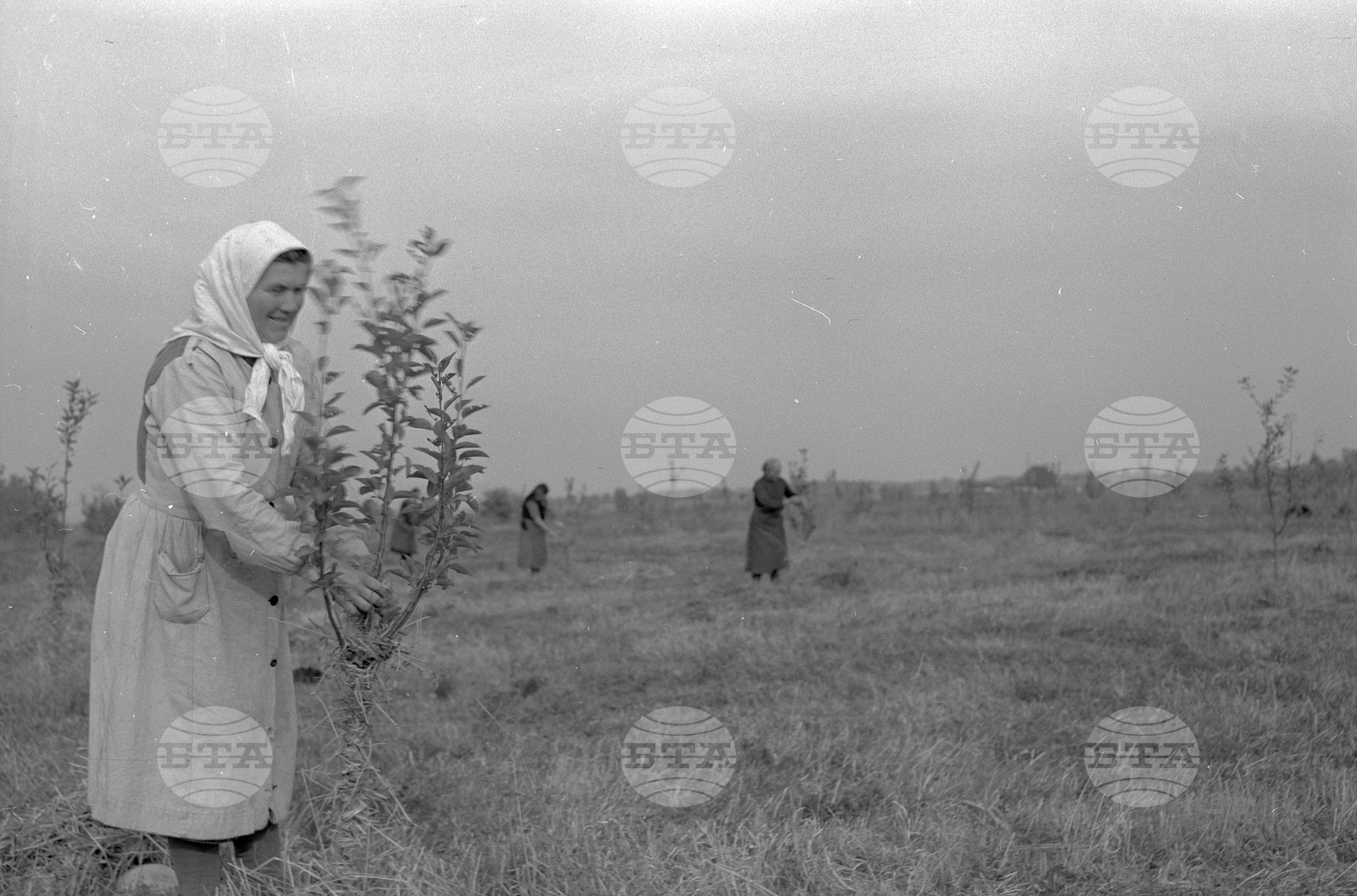 Трудово кооперативно земеделско стопанство - село Величково, Пазарджишки окръг